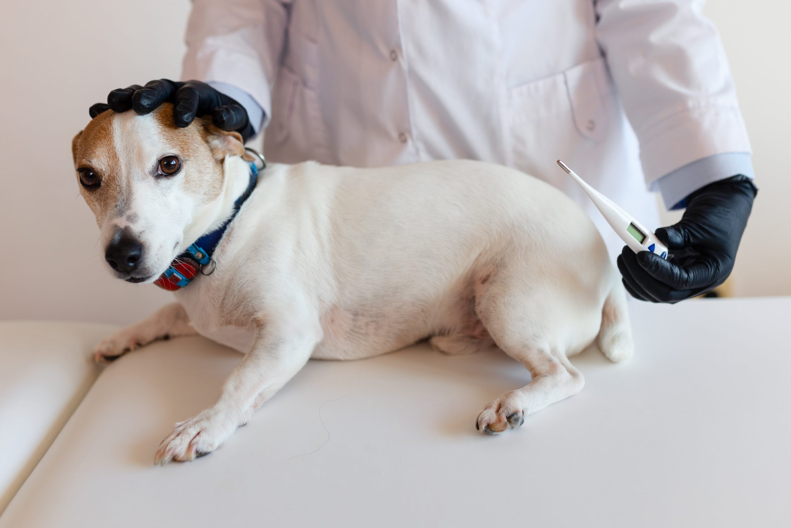 veterinarian-examining-a-beautiful-small-white-dog-2023-12-16-01-08-58-utc-min