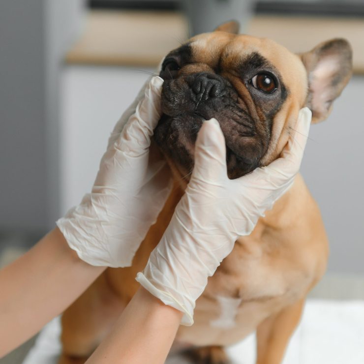 veterinarian examining cute dog in clinic 2024 01 19 19 52 58 utc min scaled