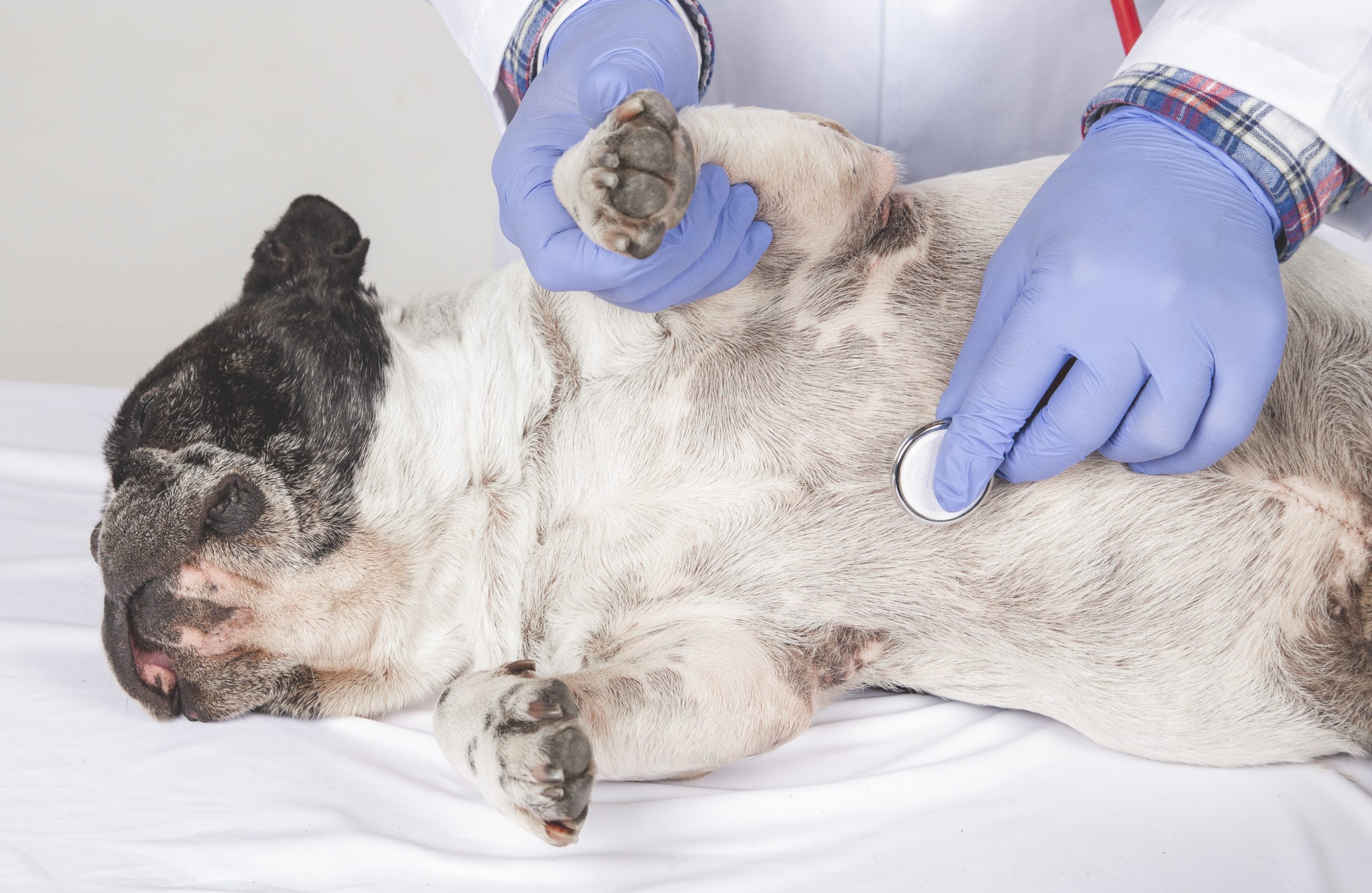 Veterinarian examining cute dog on white background