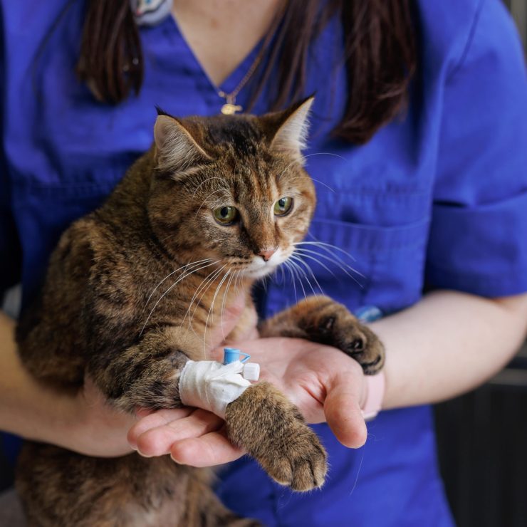 veterinarian puts a catheter on a cat in a veterin 2024 05 16 17 24 26 utc min scaled