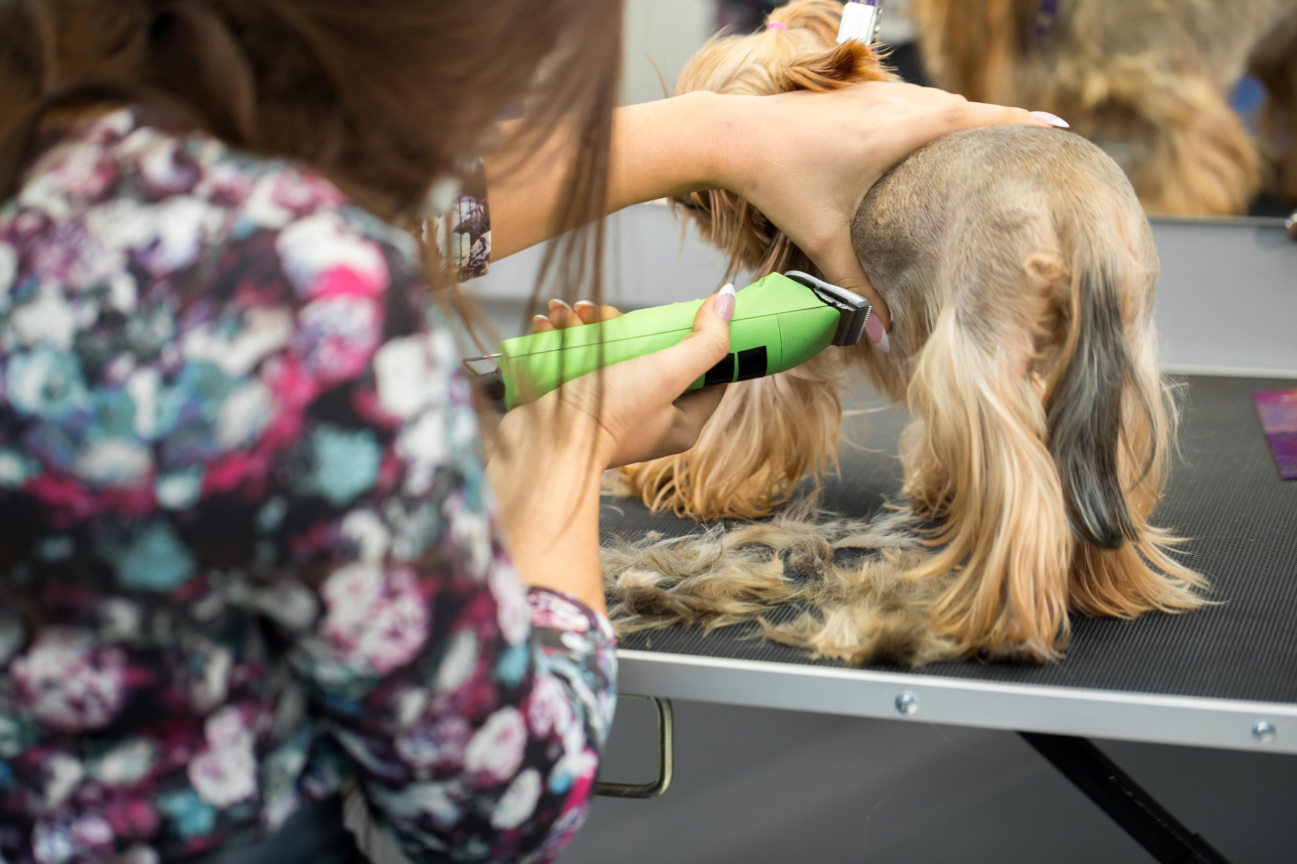 veterinarian-trimming-a-yorkshire-terrier-with-a-h-2024-08-08-08-07-59-utc-min