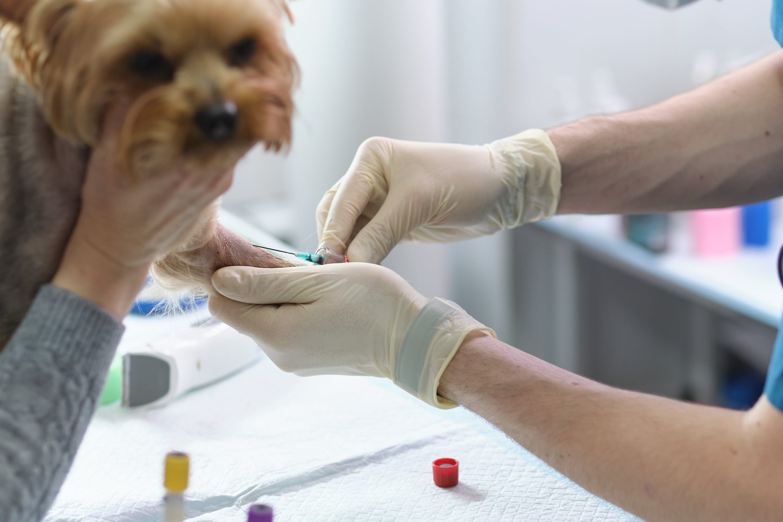 veterinary-blood-test-animal-clinic-pet-check-up-2023-11-27-05-05-24-utc-min