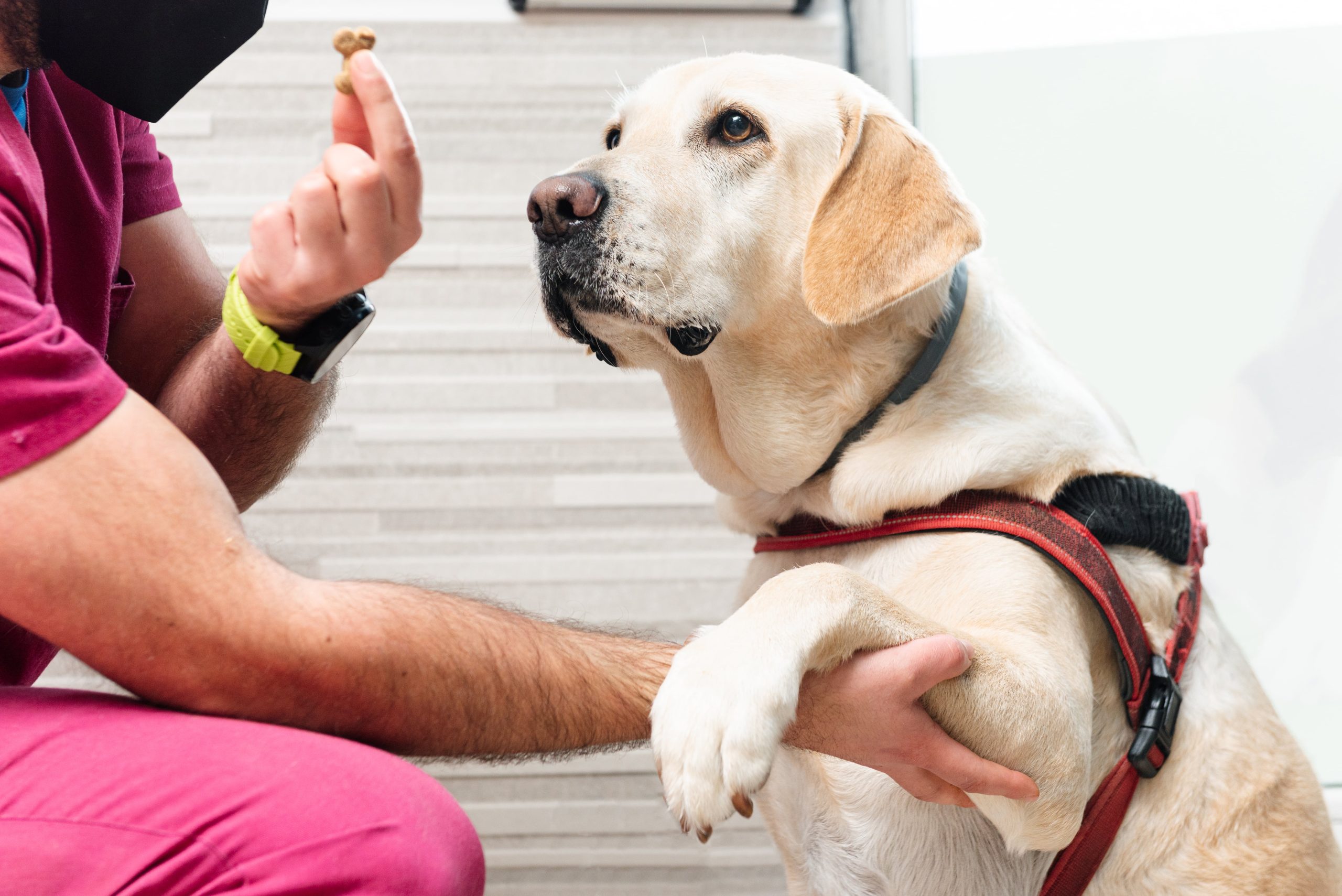 veterinary-doctor-giving-a-prize-to-a-labrador-ret-2023-11-27-05-12-27-utc-min