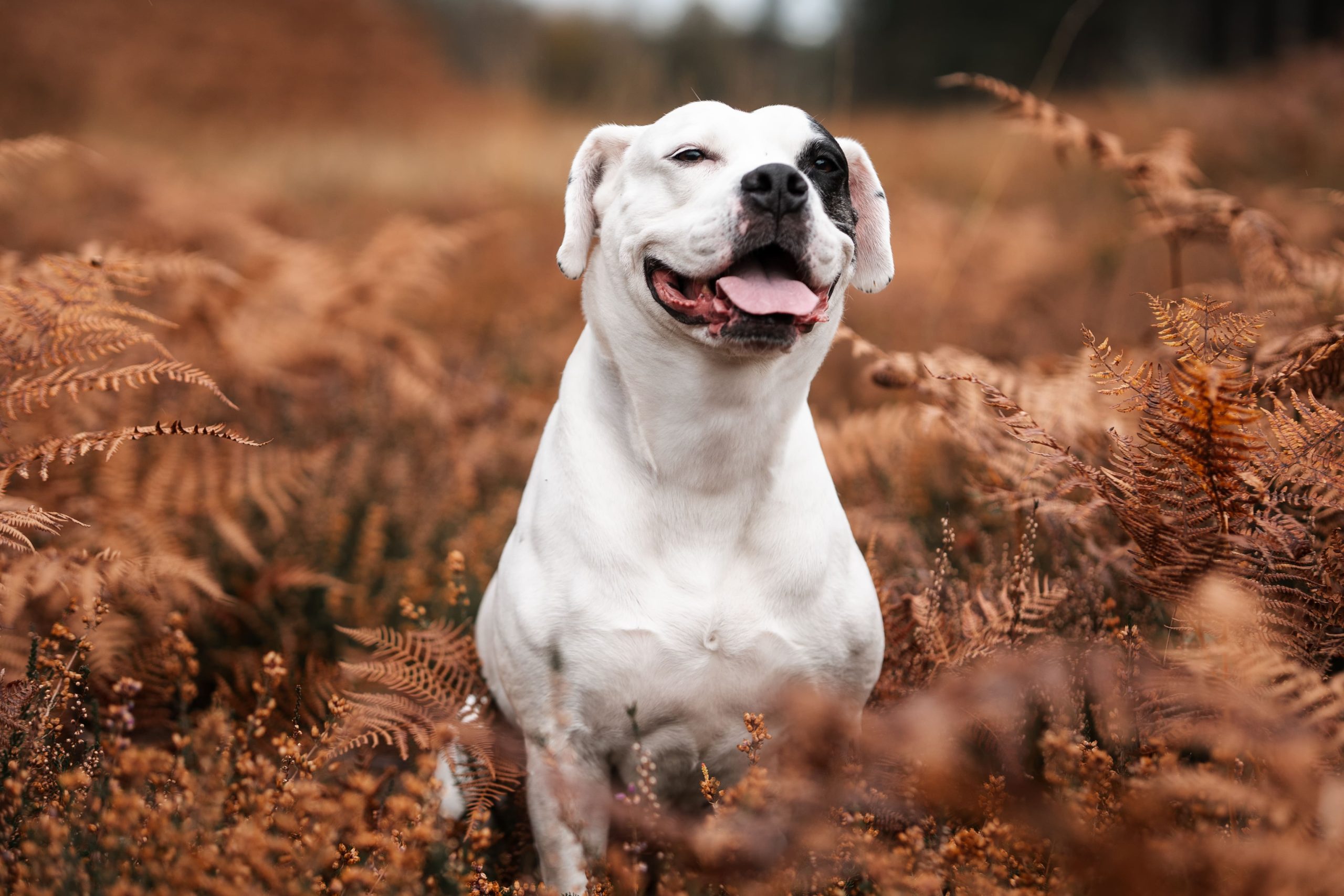 white-dog-sitting-in-ferns-autumn-pet-portrait-2024-10-22-17-17-09-utc-min