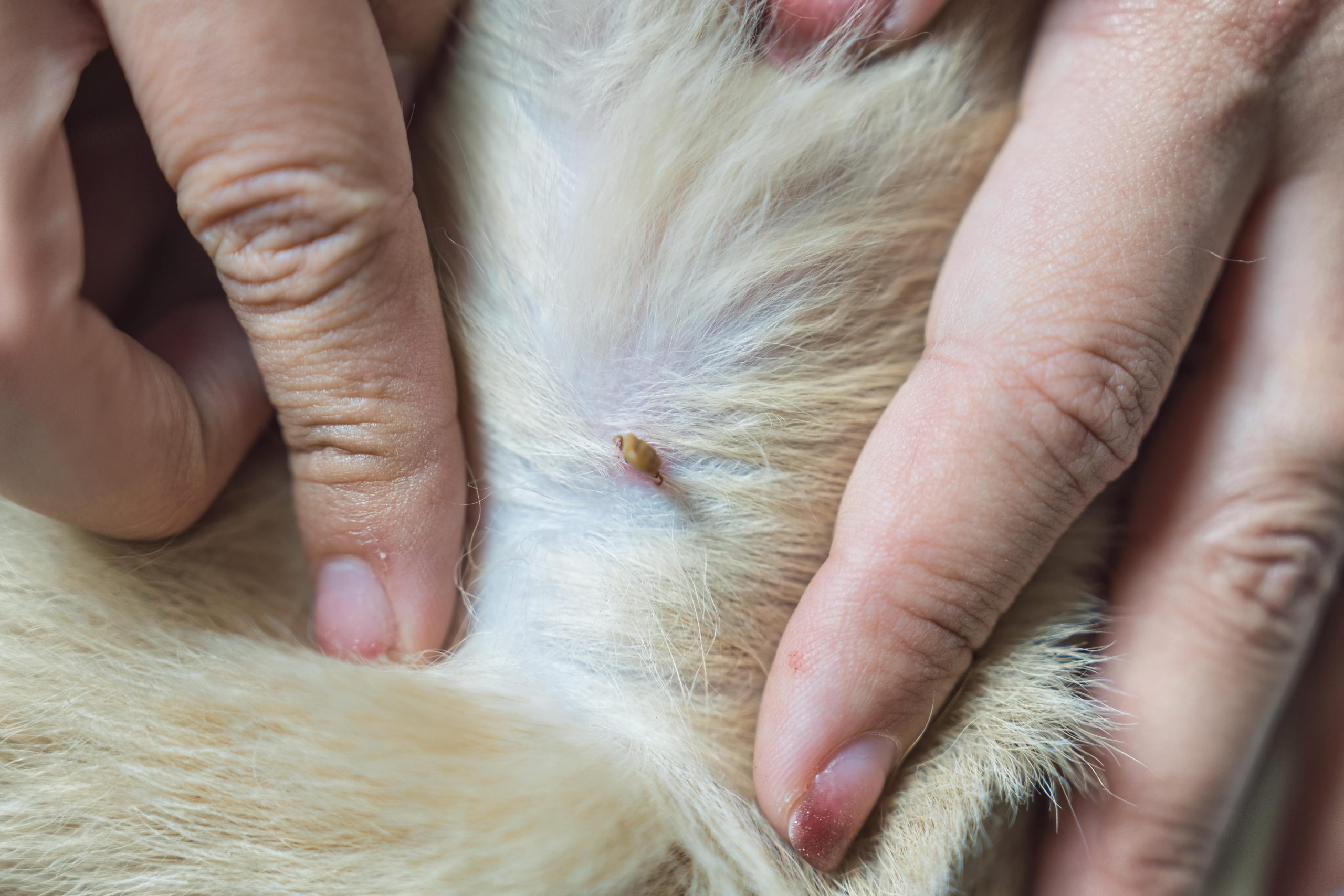 woman-hand-picking-a-tick-sucking-blood-on-dog-ski-2024-05-06-18-00-07-utc-min