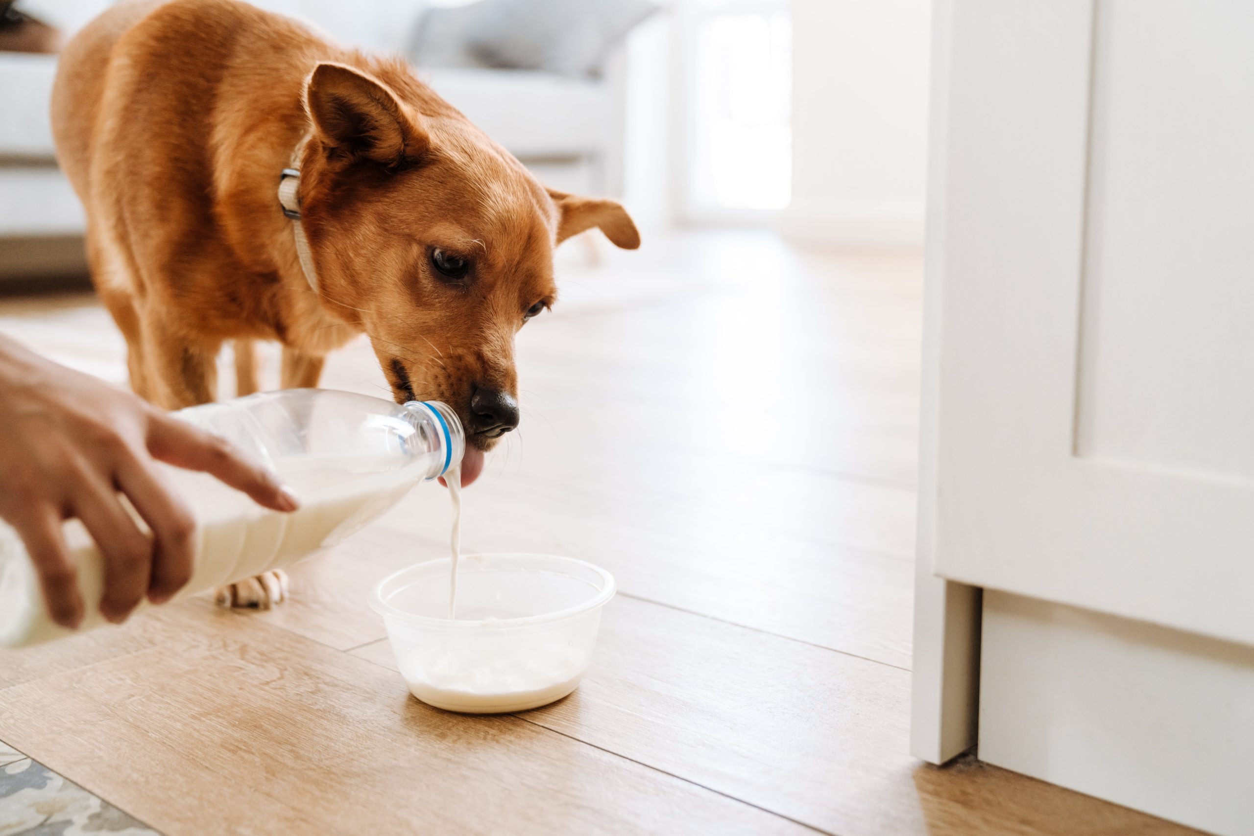 woman-pouring-milk-while-feeding-her-ginger-dog-in-2023-11-27-05-07-48-utc-min