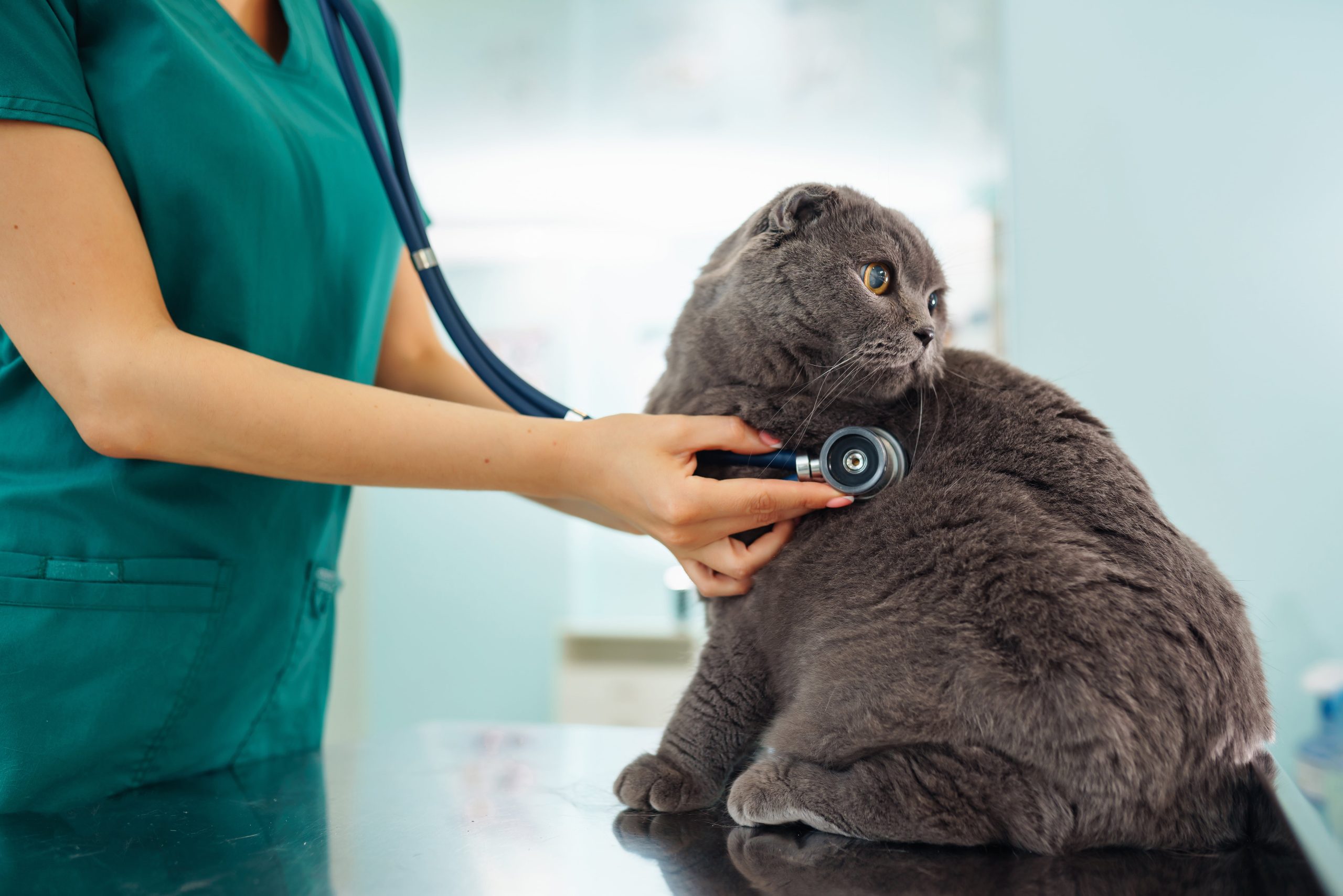 woman-veterinarian-examining-cat-on-table-in-veter-2023-11-27-05-10-12-utc-min