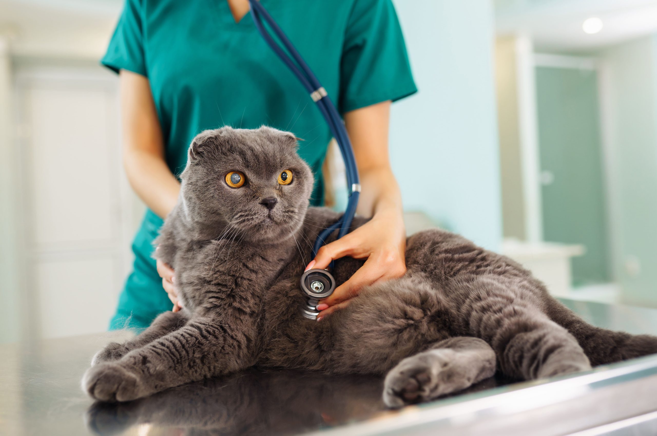 woman-veterinarian-examining-cat-on-table-in-veter-2023-11-27-05-18-42-utc-min