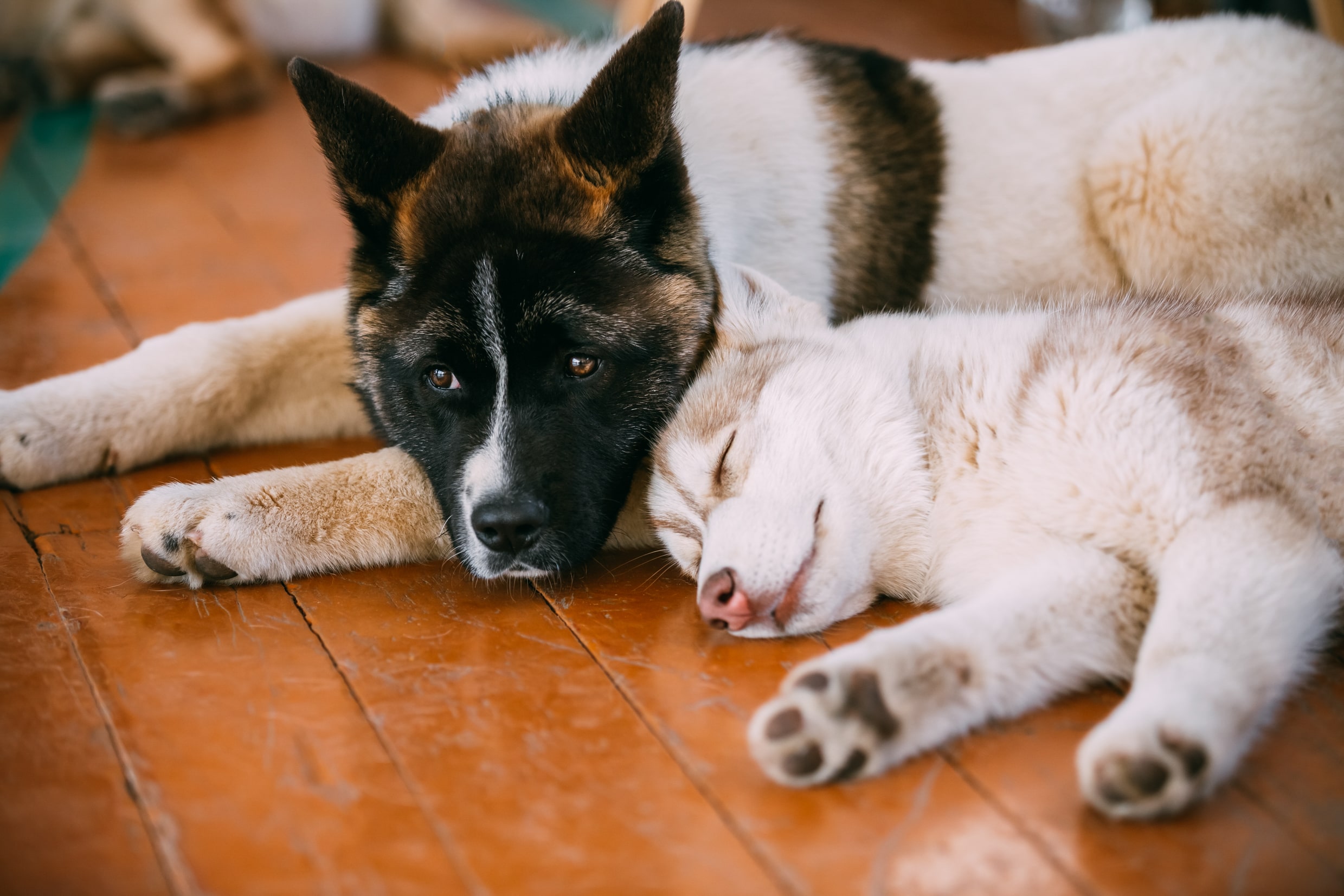 young-happy-husky-puppy-eskimo-dog-and-american-ak-2023-11-27-04-59-05-utc-min