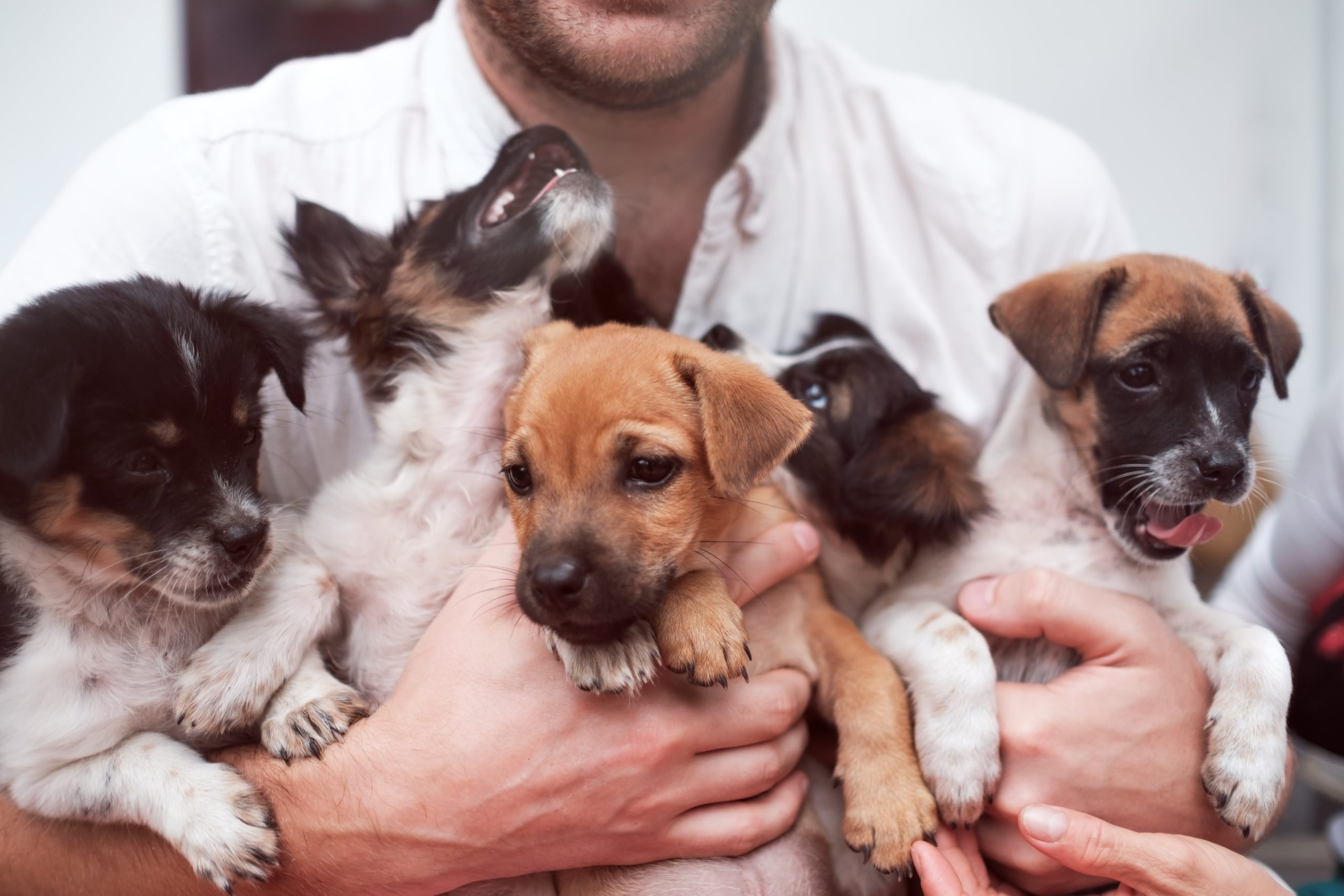 young-man-holding-5-puppies-in-his-hands-cute-gog-2023-11-27-04-52-42-utc-min