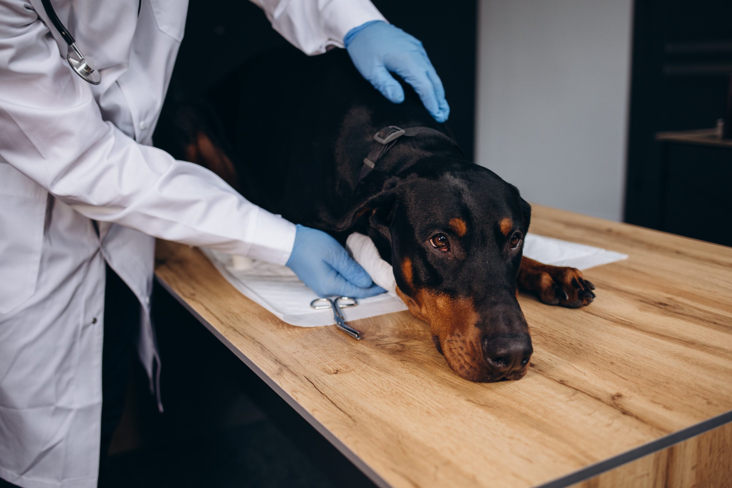 young-man-veterinarian-examining-dog-on-table-in-v-2023-11-27-05-08-14-utc-min