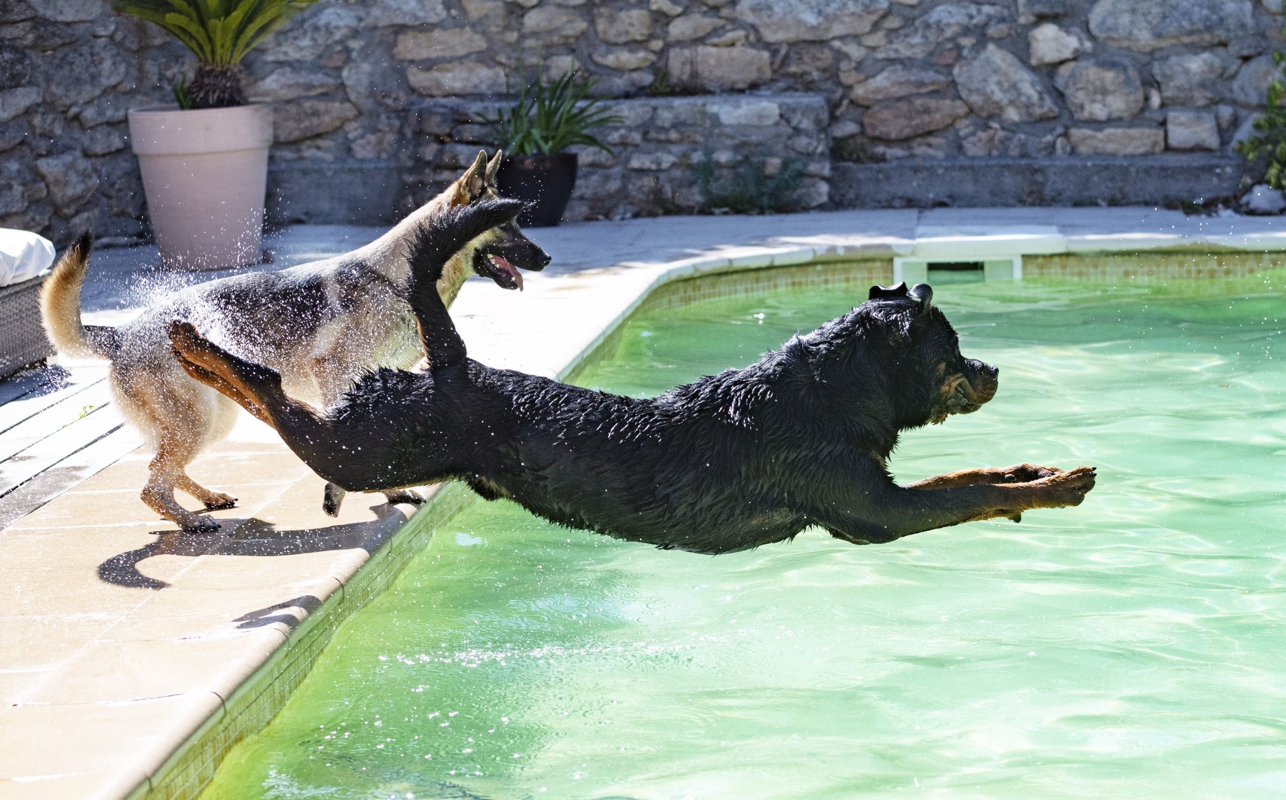 young-rottweiler-and-swimming-pool-2023-11-27-05-18-36-utc-min