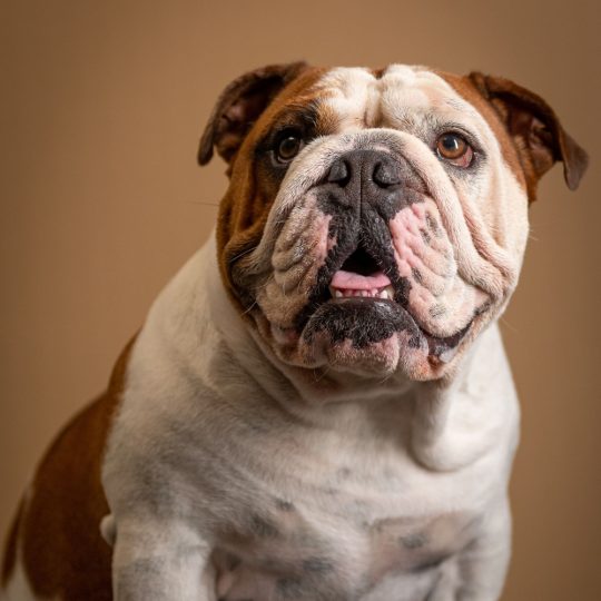 Bulldog inglese