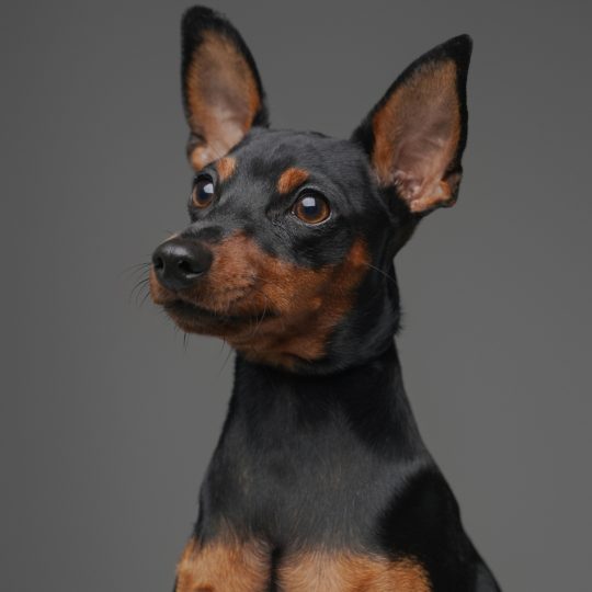 Pinscher I