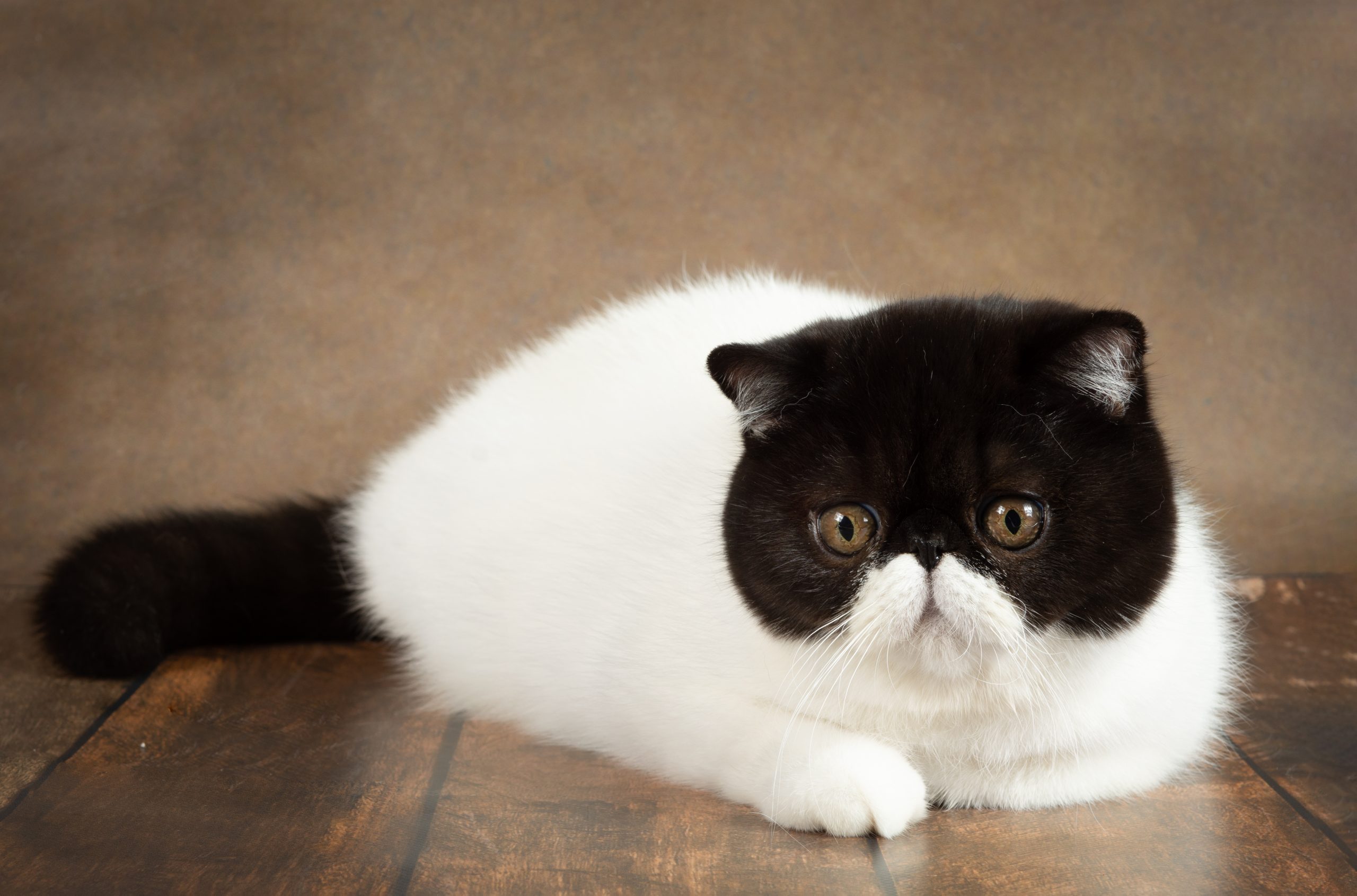 A beautiful exotic shorthair cat lies on the brown background of the studio. Color black with white