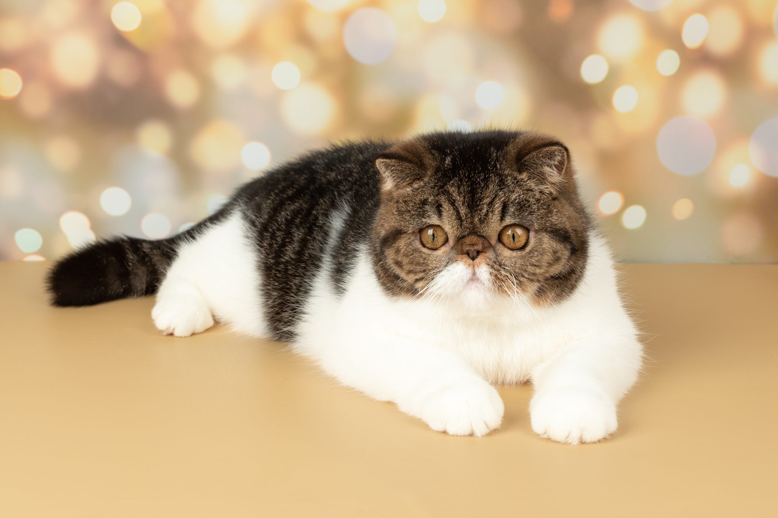 A beautiful exotic shorthair cat plays on the colorful festive background of the studio. Color black tabby with white