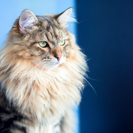 a beautiful fluffy cat of the siberian breed sits 2024 12 03 04 45 34 utc