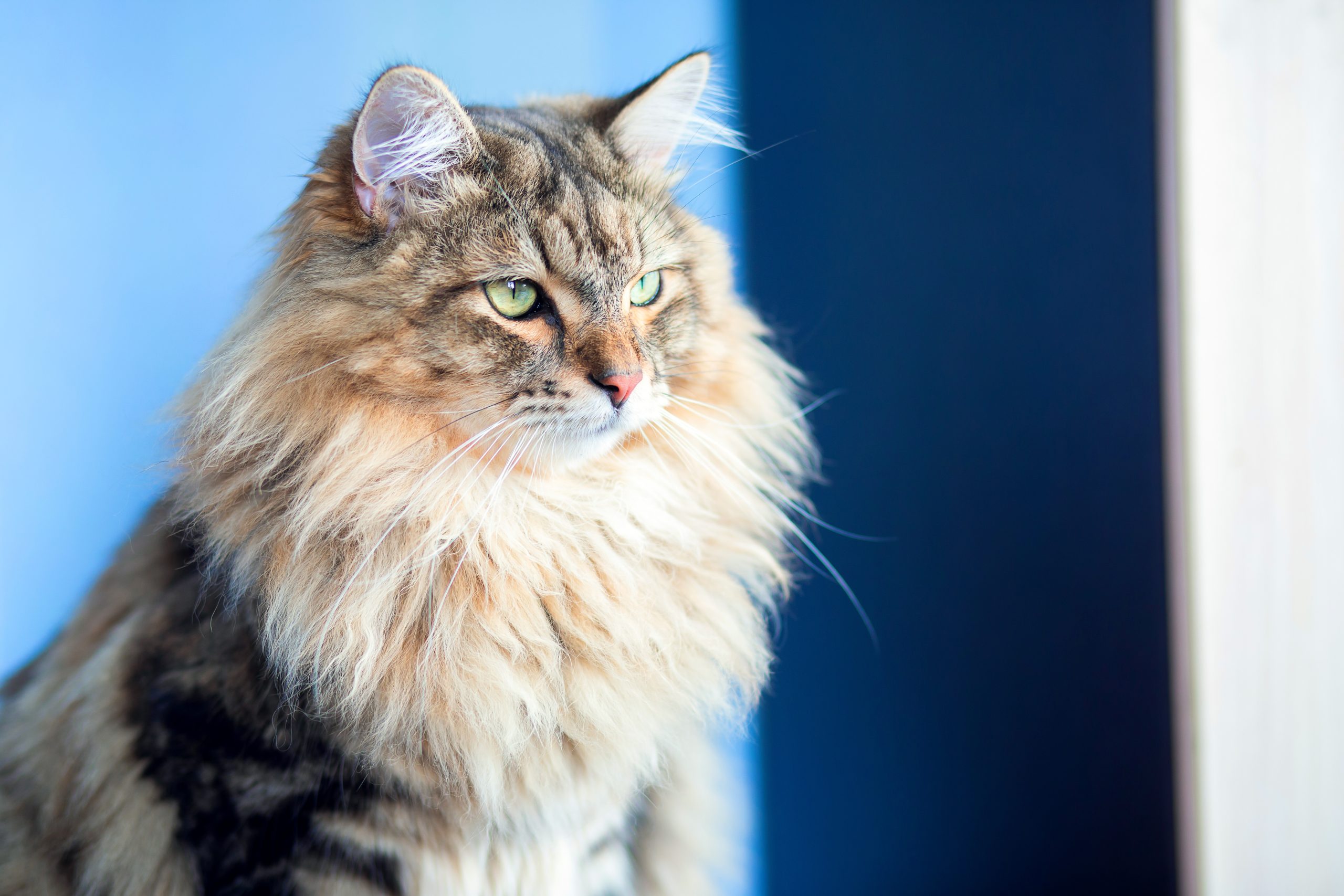 a-beautiful-fluffy-cat-of-the-siberian-breed-sits-2024-12-03-04-45-34-utc