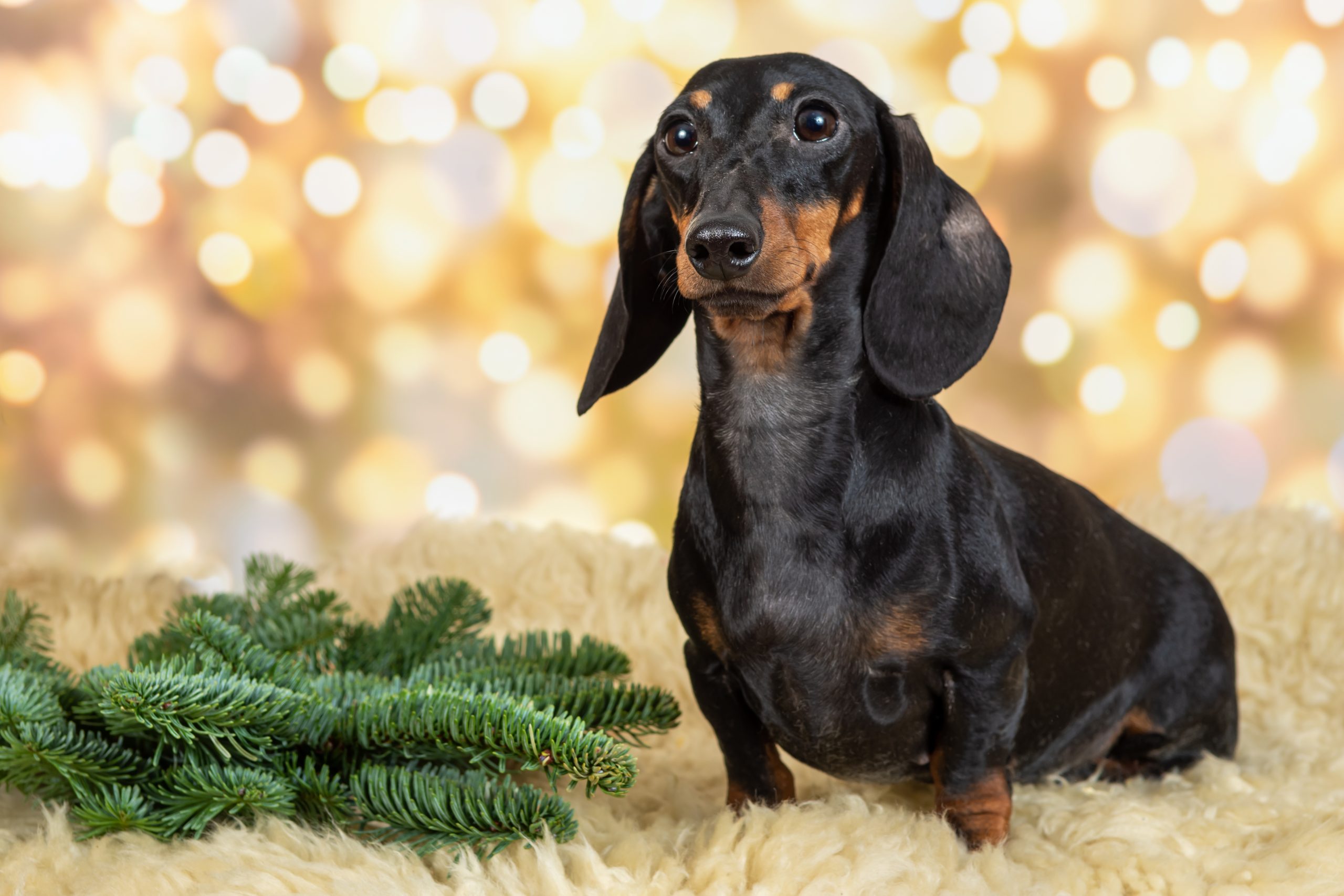 dachshund dog poses in a Christmas setting. Portrait of a dog on a festive background