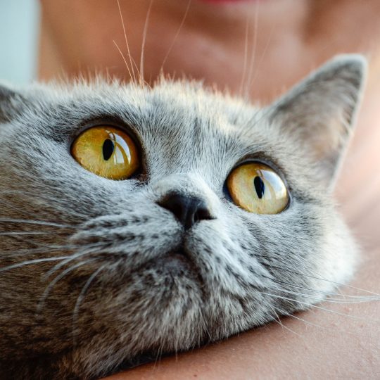 a gray cat in a man s arms clung to his shoulder 2024 09 12 08 24 44 utc