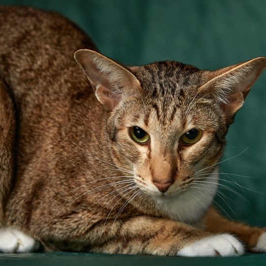 a growling domestic cat in the park photographed 2023 11 27 05 01 23 utc