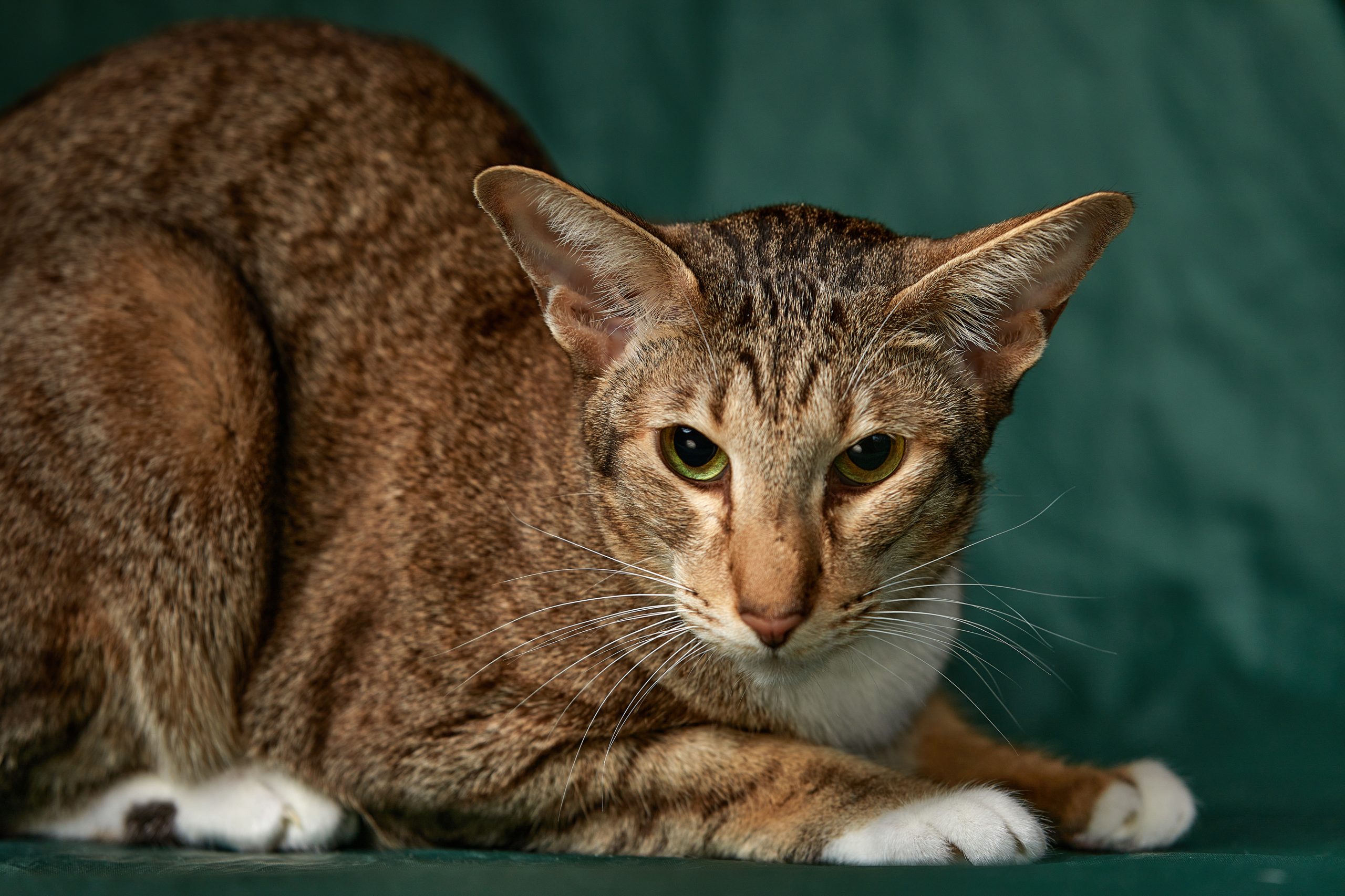 A growling domestic cat in the park. Photographed close-up