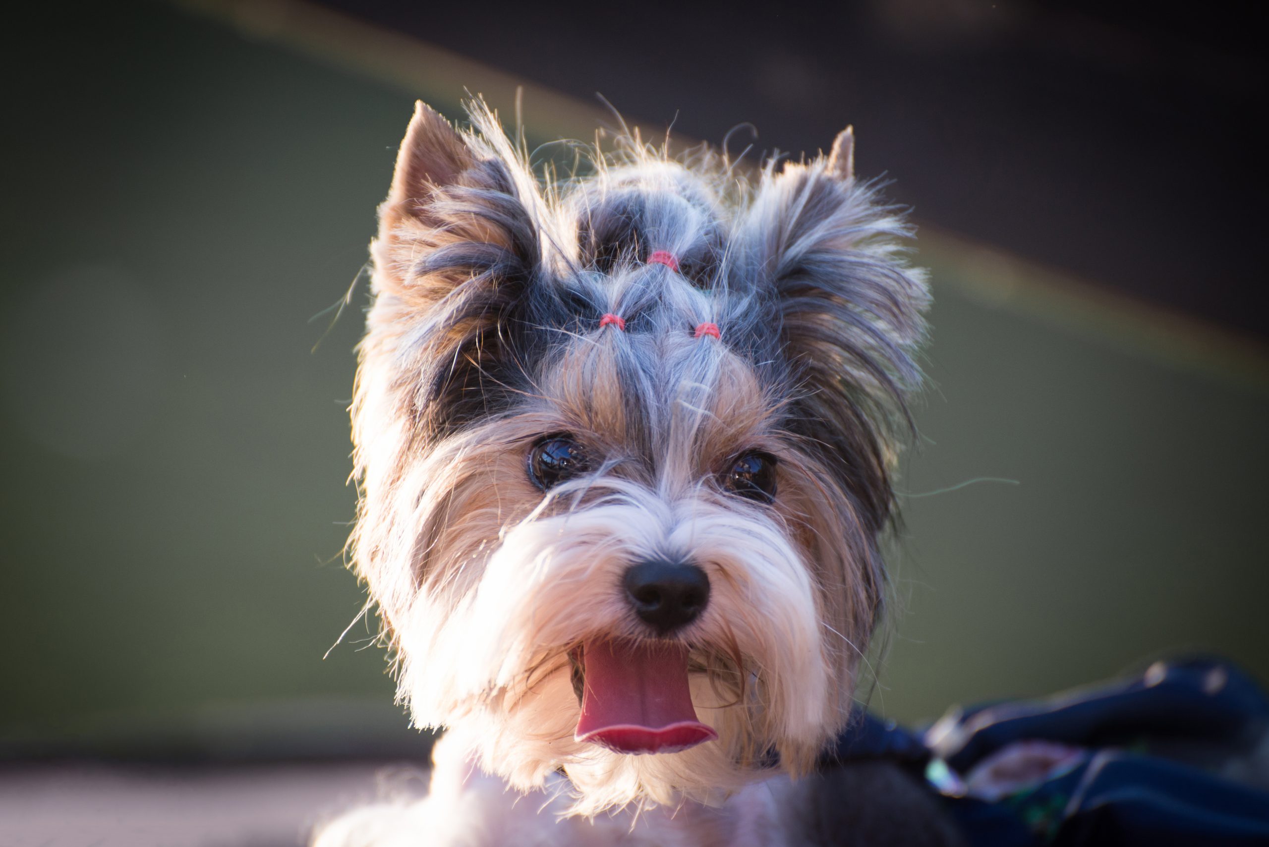 A little dog with styled hair on a walk.