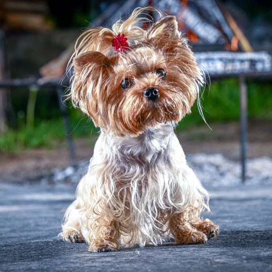 a very cute little dog with a bow on his head 2023 11 27 05 12 23 utc