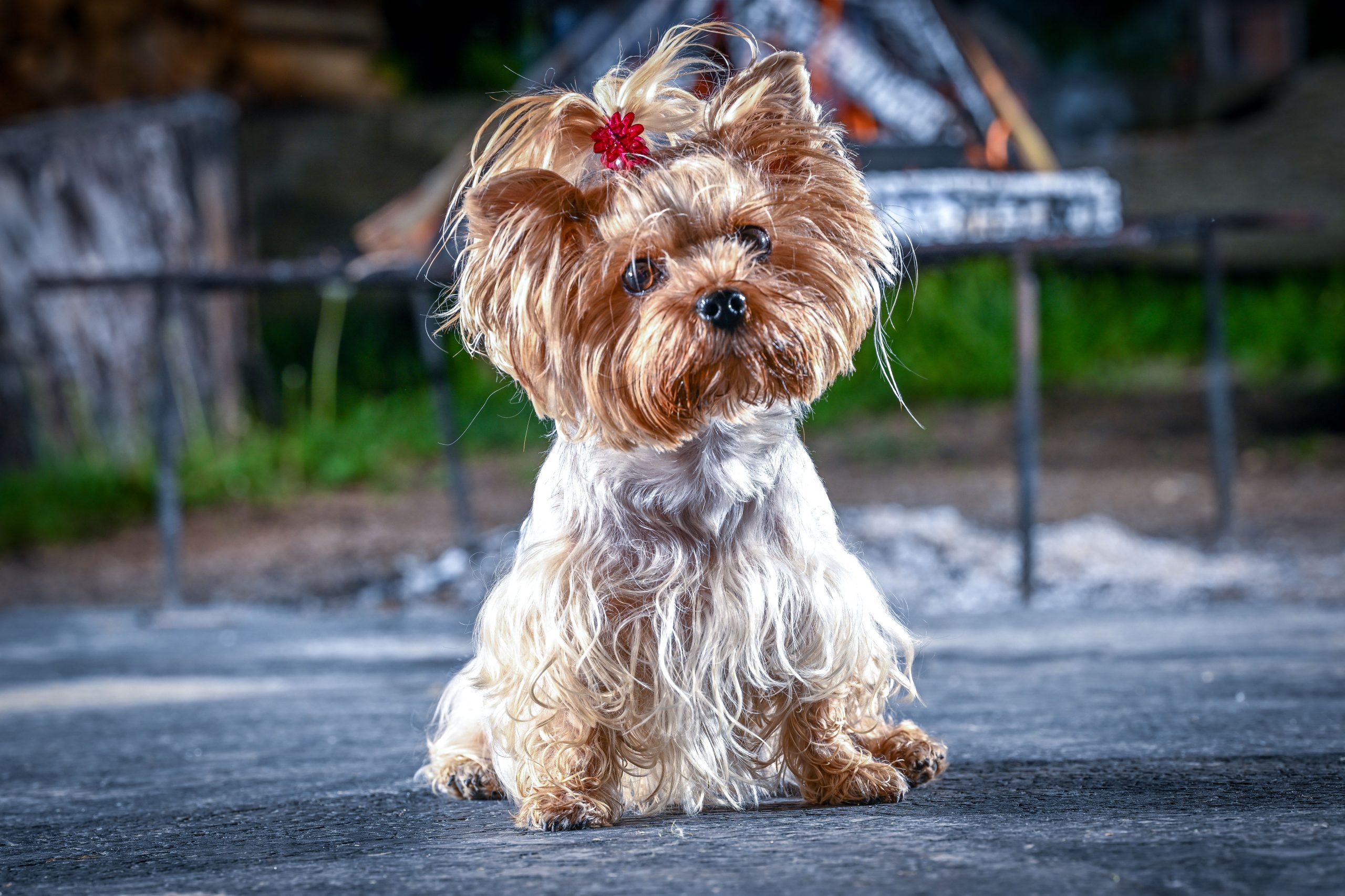 An adorable small dog with a bow adorning its head, sitting calmly and looking directly into the camera