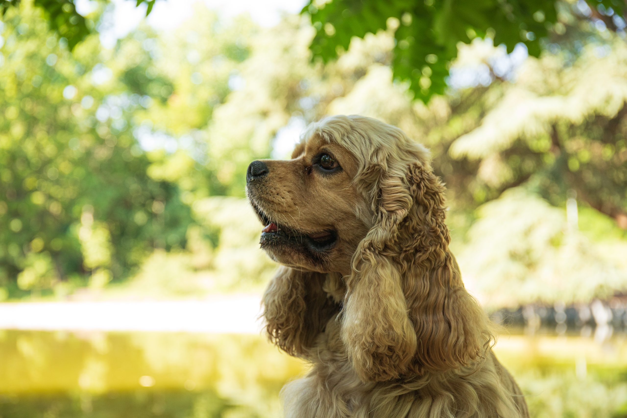 American spaniel, concept of pet and best friend - dog