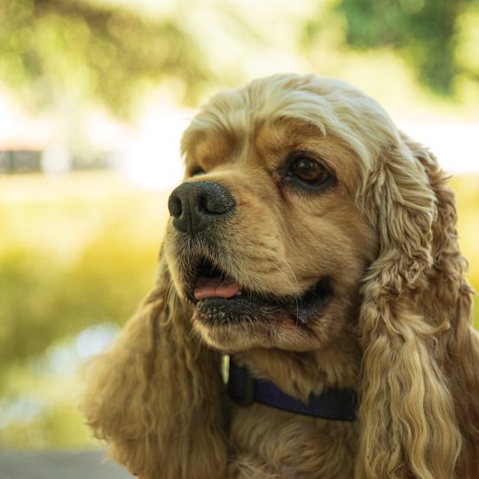 american spaniel concept of pet and best friend 2023 11 27 04 56 43 utc