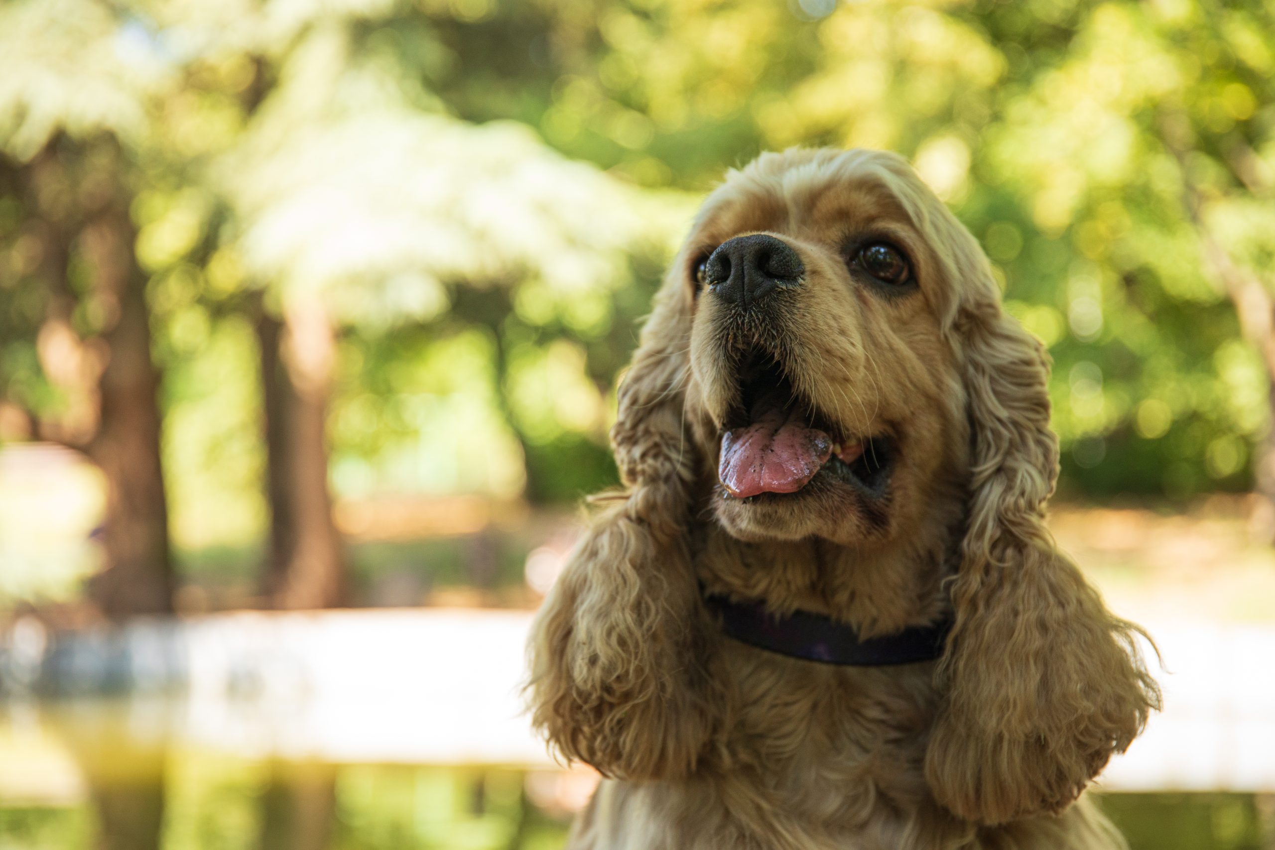 American spaniel, concept of pet and best friend - dog