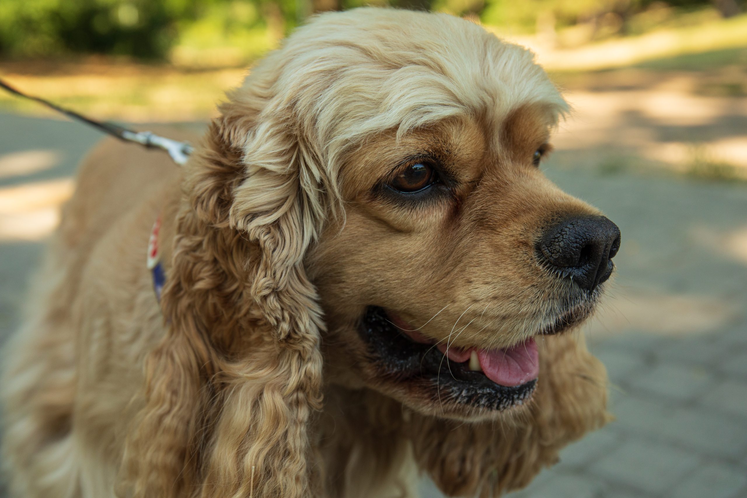 American spaniel, concept of pet and best friend - dog