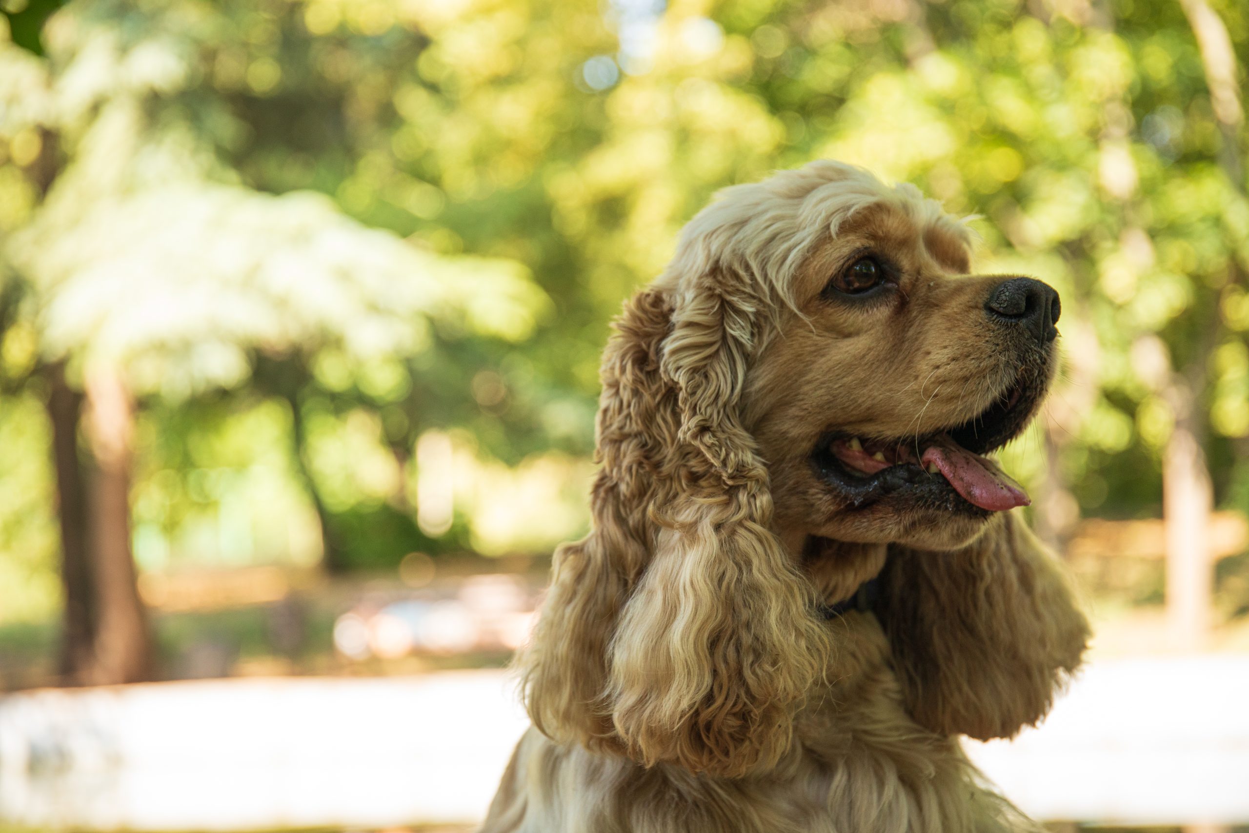 American spaniel, concept of pet and best friend - dog