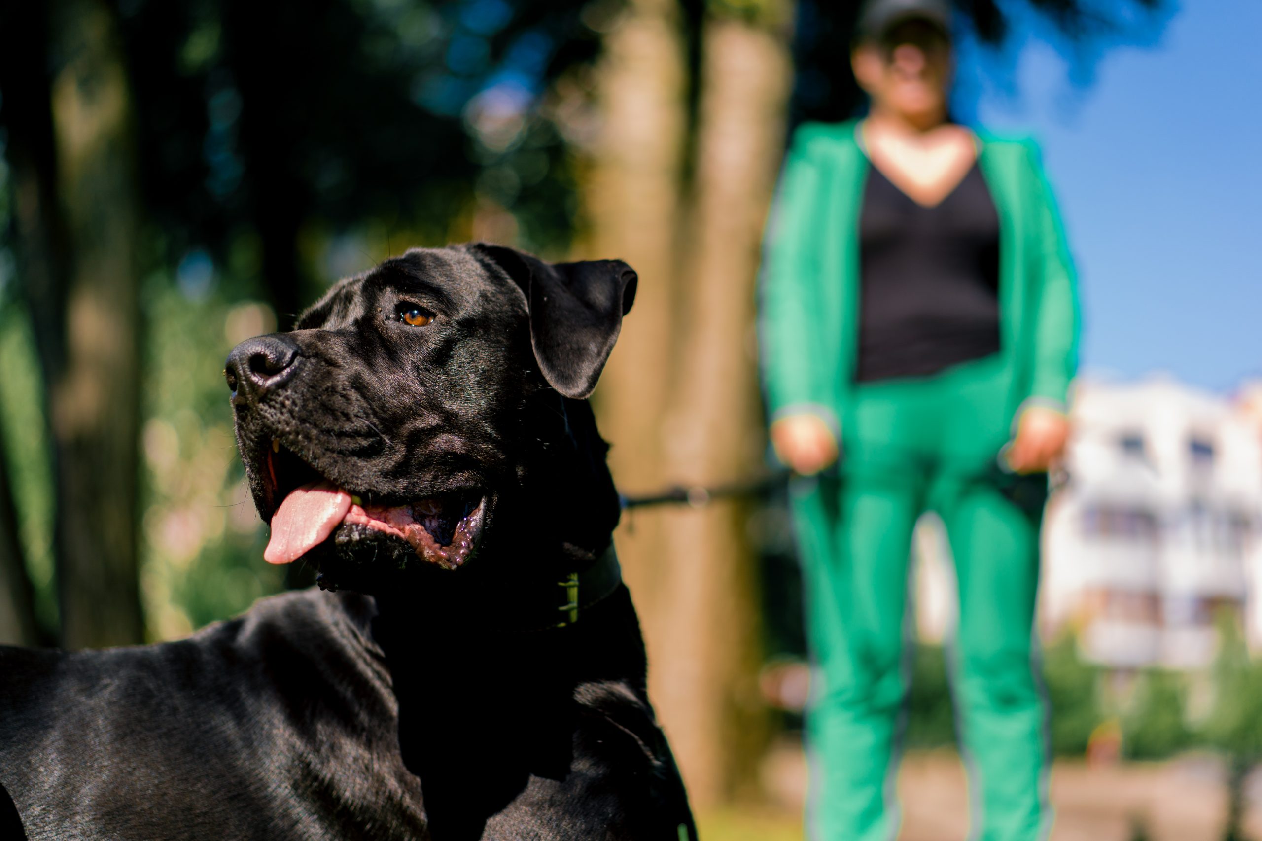 an obedient dog with a protruding tongue of a large cane corso breed on a walk in a training park practices commands with trainer