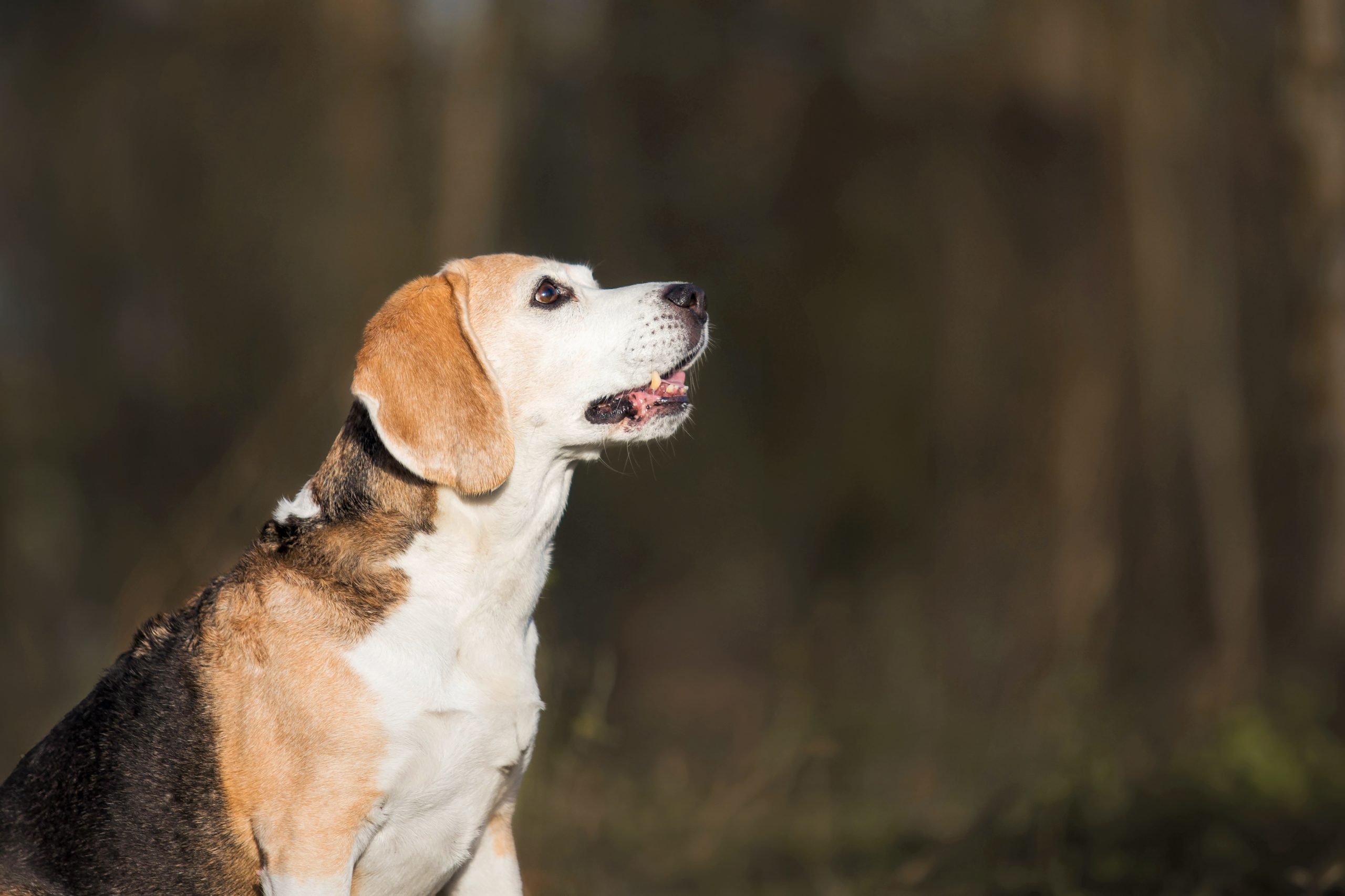 Beagle dog portrait on the grass in park