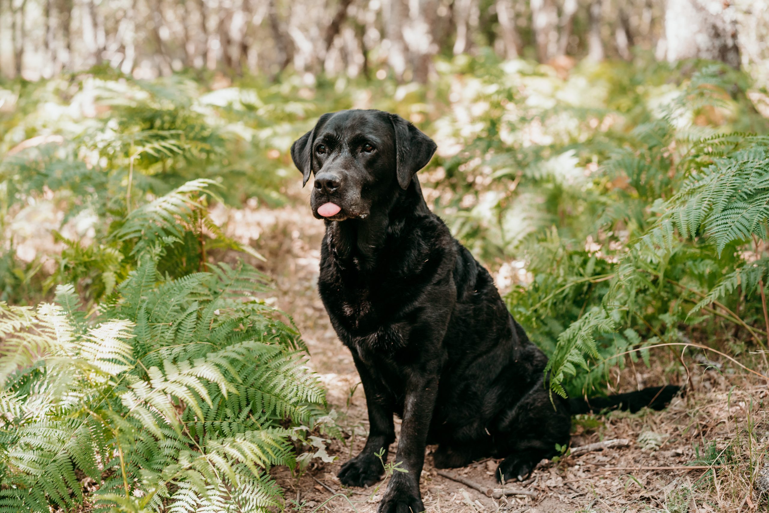 beautiful black labrador dog with tongue out sitting in footpath in forest. Nature and pets