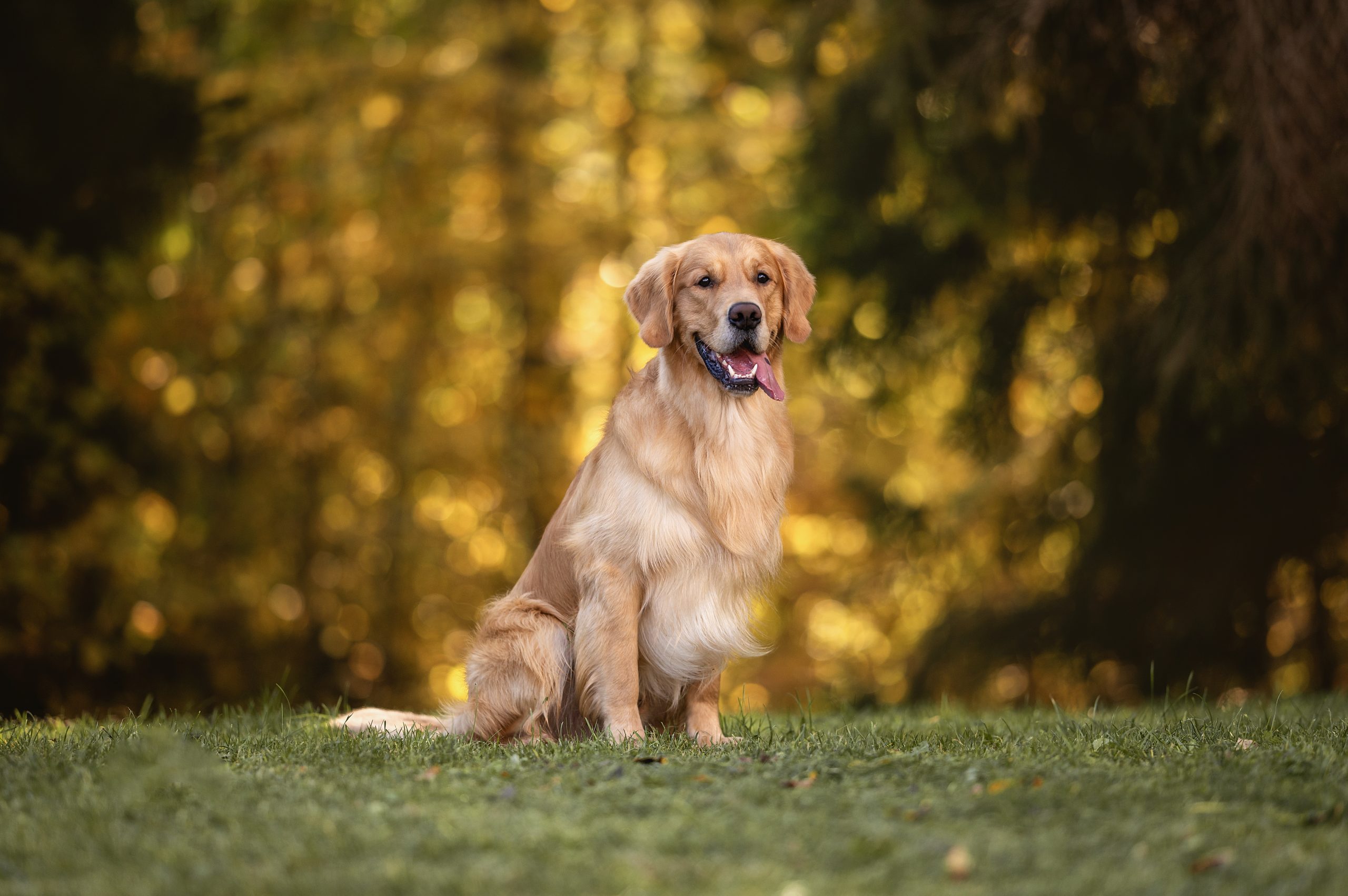 beautiful-dog-golden-retriever-labrador-in-autumn-2024-12-07-23-33-12-utc