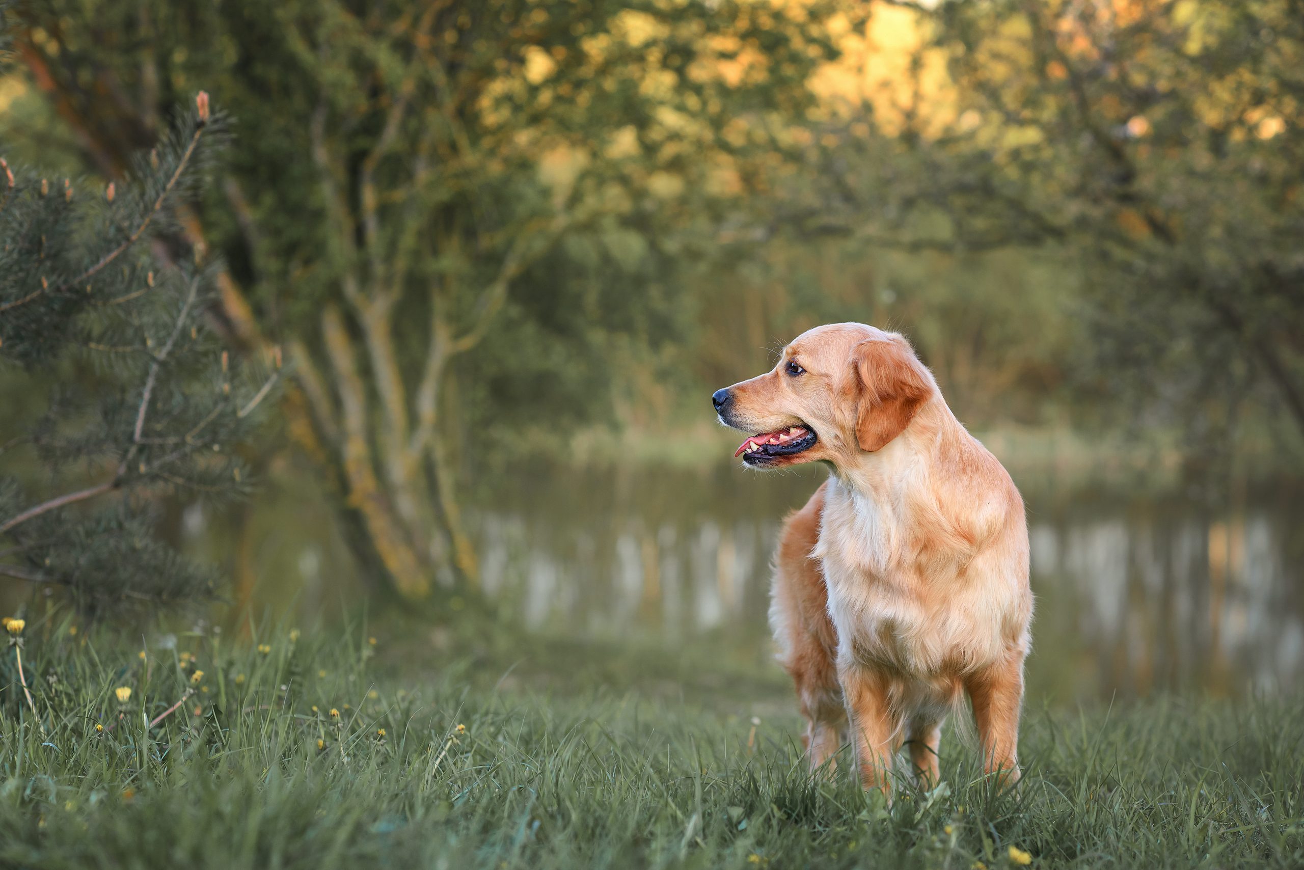 beautiful-dog-golden-retriever-labrador-sits-in-th-2024-12-07-14-25-05-utc