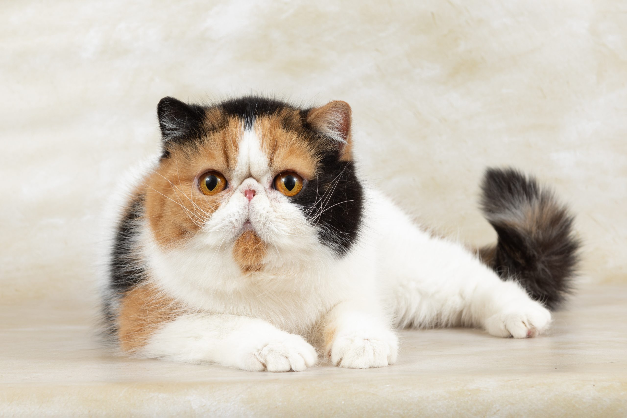 beautiful exotic shorthair cat lies on light background of studio. Color tortoiseshell with white