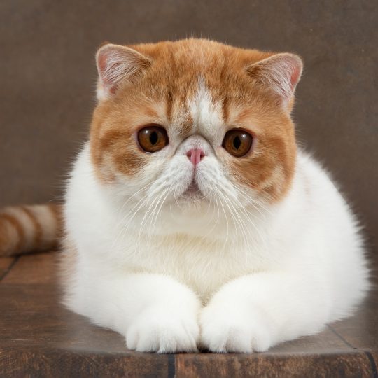 beautiful exotic shorthair cat lies on the brown b 2023 11 27 05 01 20 utc