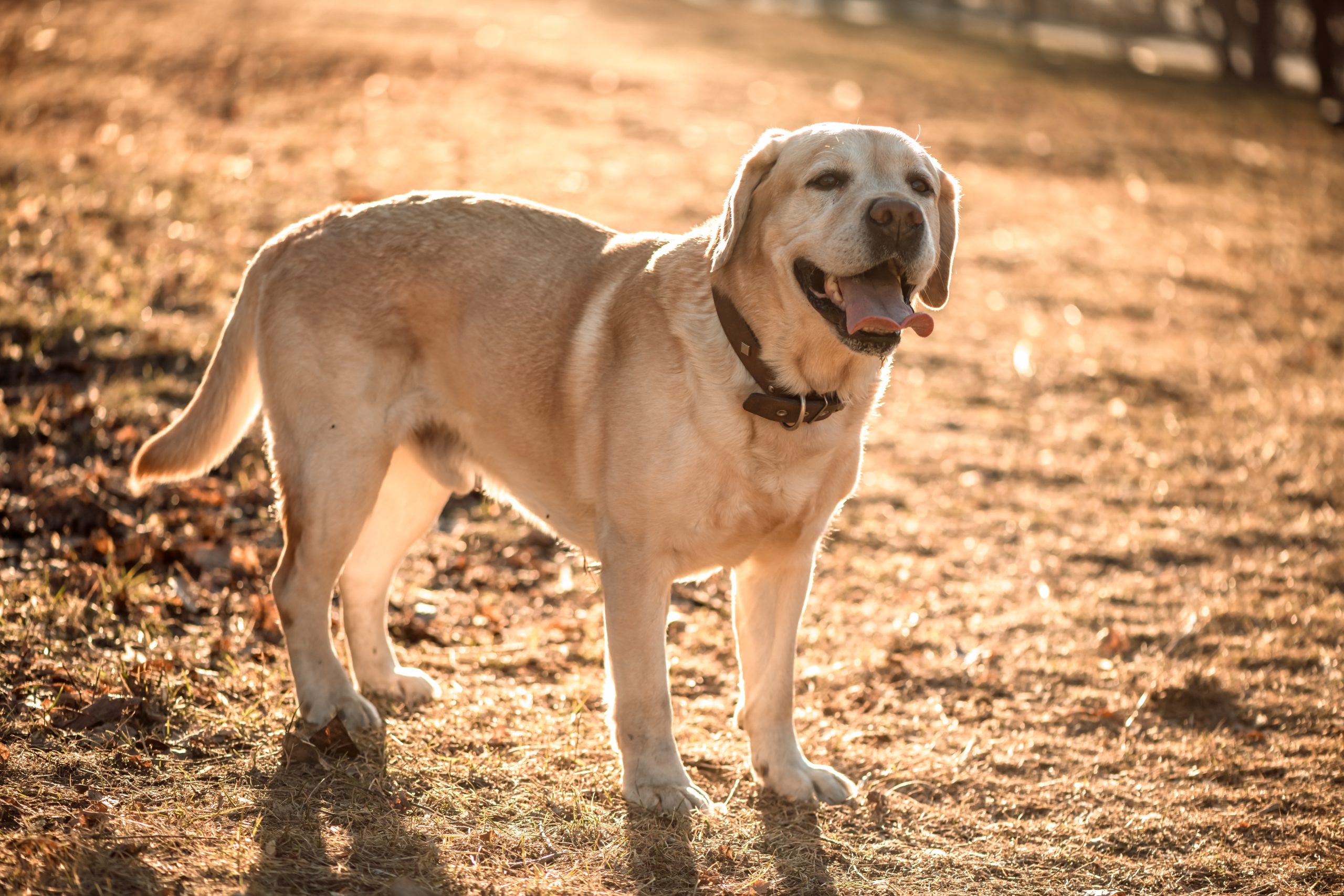 beautiful-thoroughbred-fawn-labrador-on-a-walk-2023-11-27-04-52-07-utc