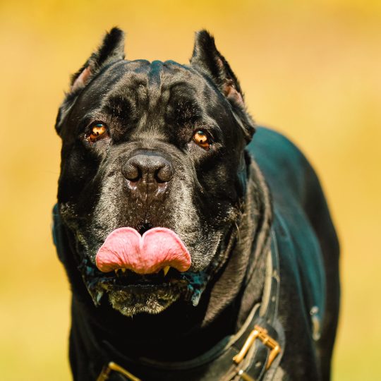 black cane corso dog wears in special clothes go t 2023 11 27 05 32 17 utc