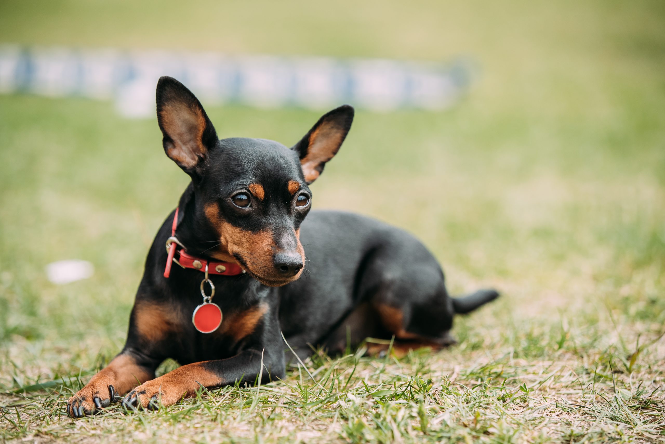 Black Miniature Pinscher Zwergpinscher, Min Pin Sitting On Green Grass.