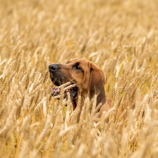 bloodhound dog in a wheat field in the country 2024 12 06 07 12 41 utc