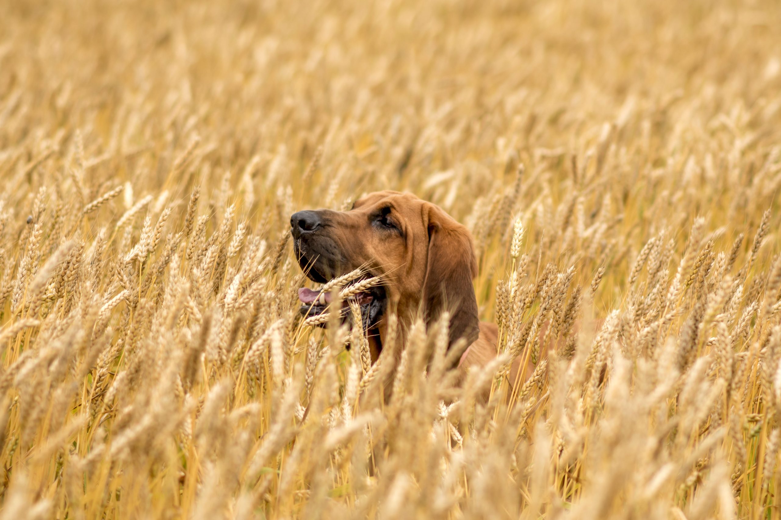 bloodhound-dog-in-a-wheat-field-in-the-country-2024-12-06-07-12-41-utc