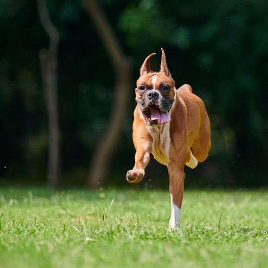 boxer dog running and jumping on green grass summe 2023 11 27 05 20 33 utc