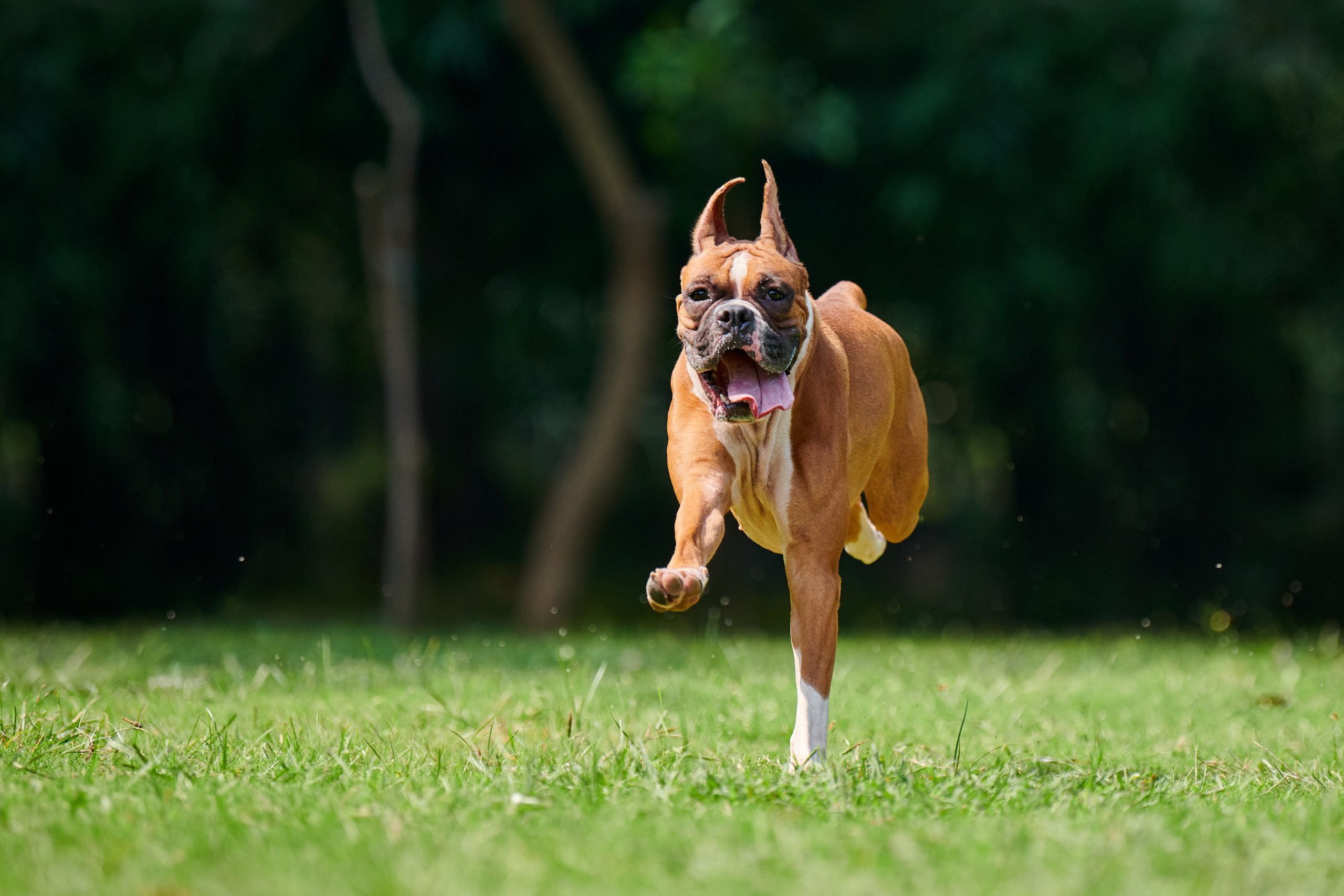 Boxer dog running and jumping on green grass summer lawn outdoor park walking with adult pet, funny cute short haired boxer dog breed. Boxer adult dog full height portrait, brown white coat color