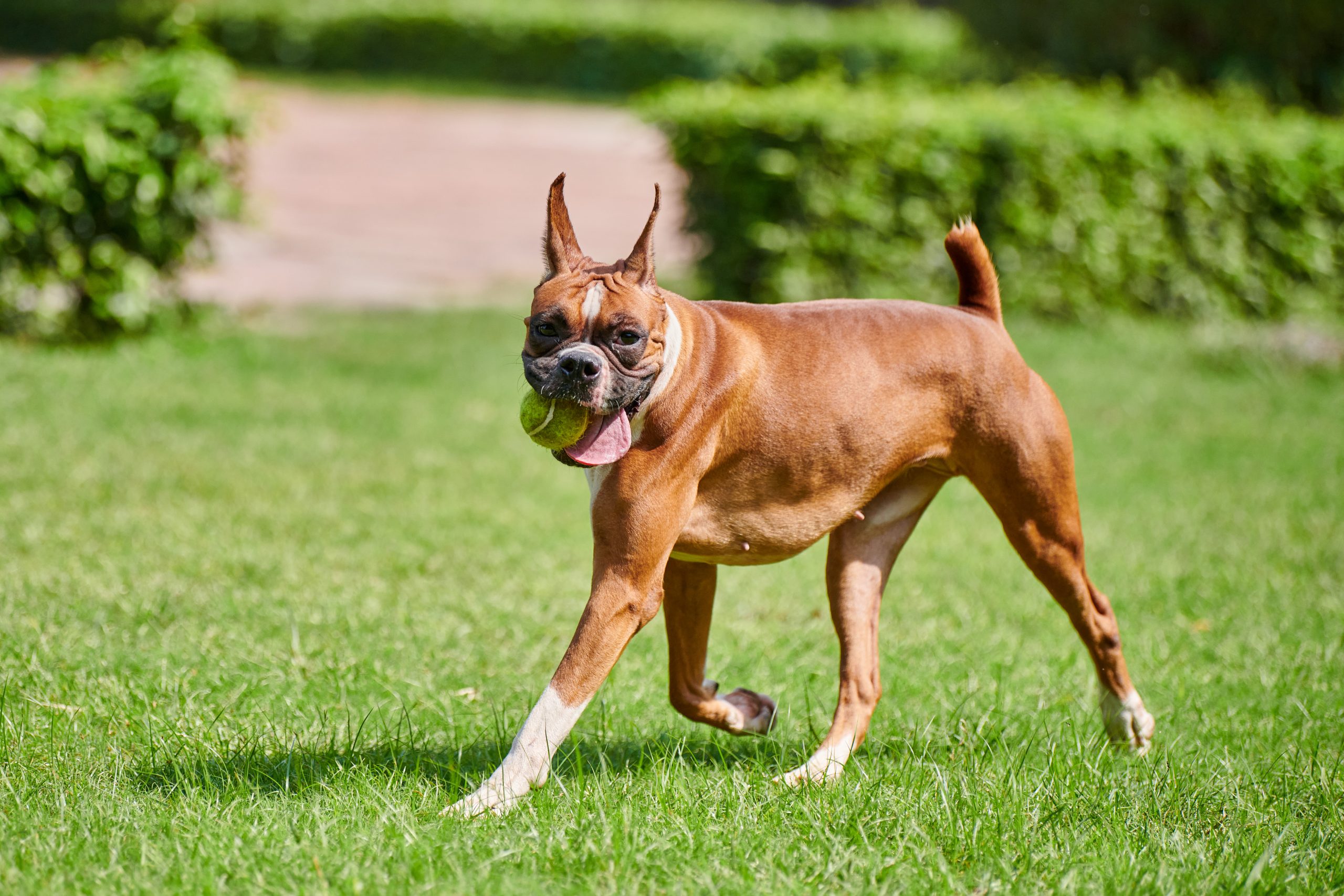 Boxer dog runs on green grass summer lawn outdoor park walking with adult pet, funny cute short haired boxer dog breed. Boxer adult dog full height portrait with wrinkled face, brown white coat color