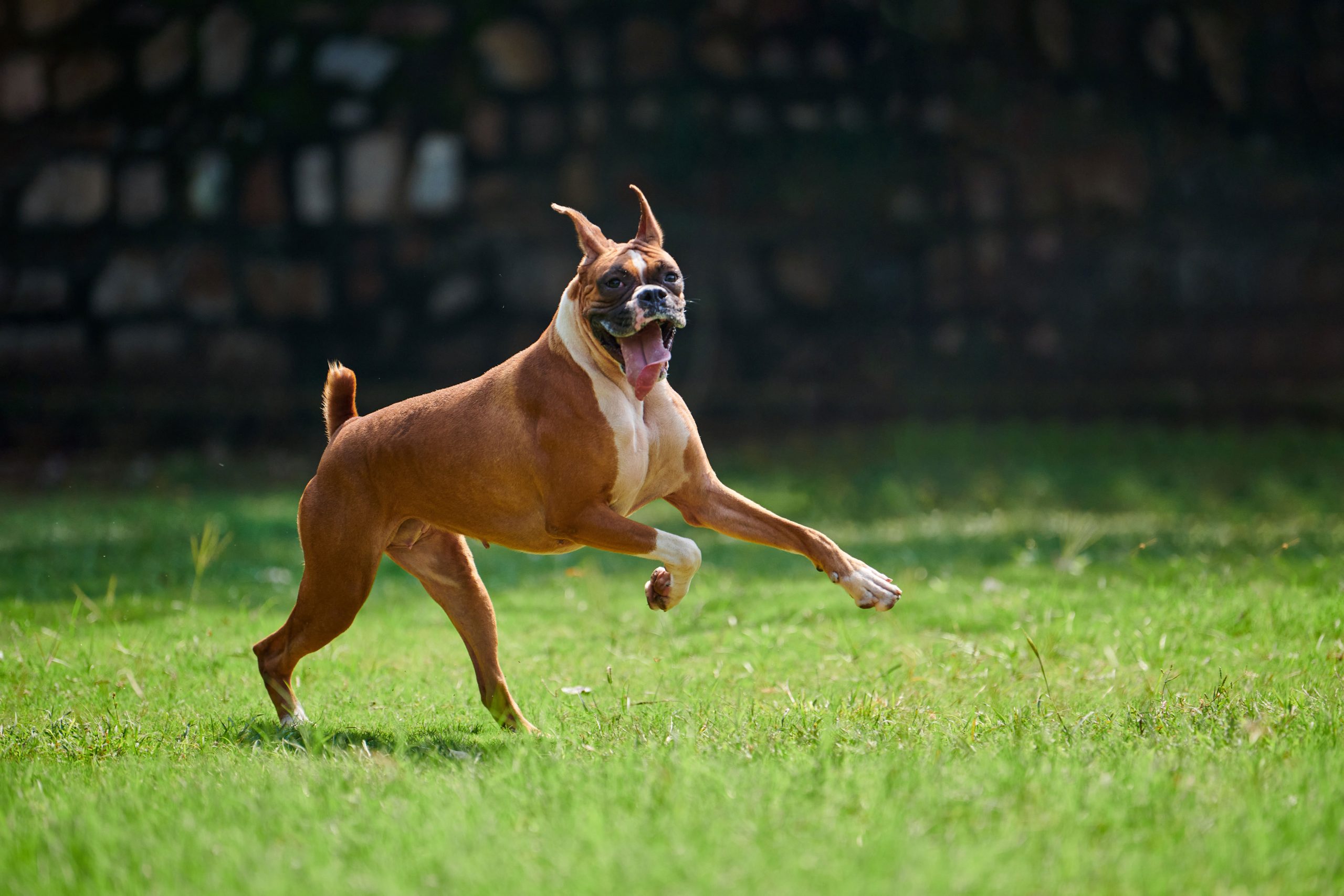 Boxer dog runs on green grass summer lawn outdoor park walking with adult pet, funny cute short haired boxer dog breed. Boxer adult dog full height portrait with wrinkled face, brown white coat color